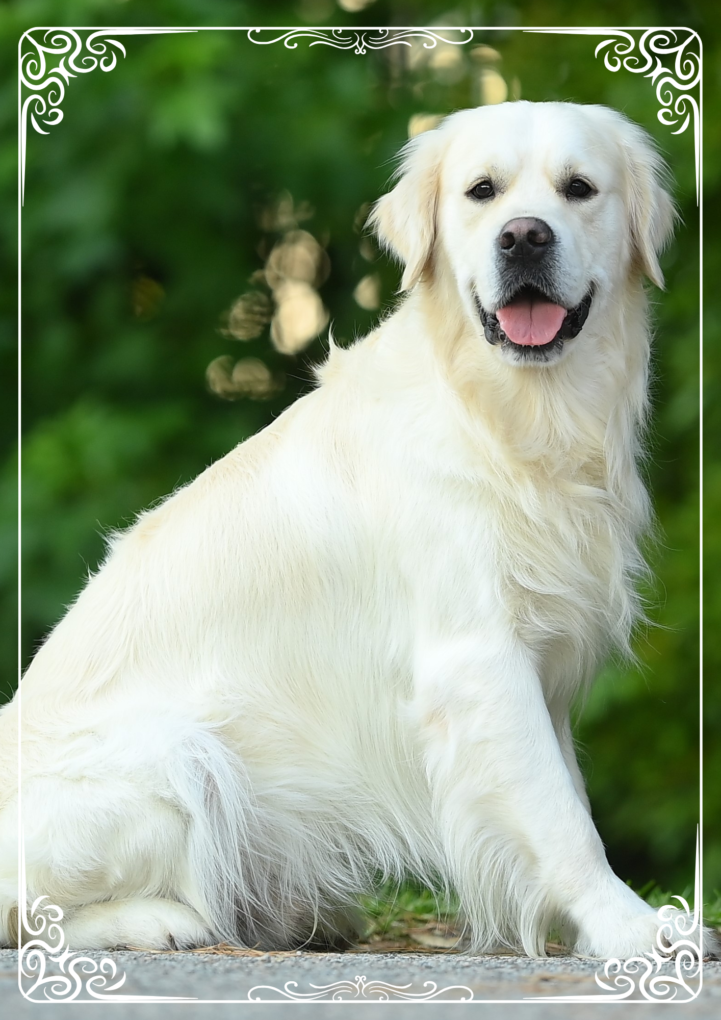 Falkor, the gentle male of Ladybug Goldens