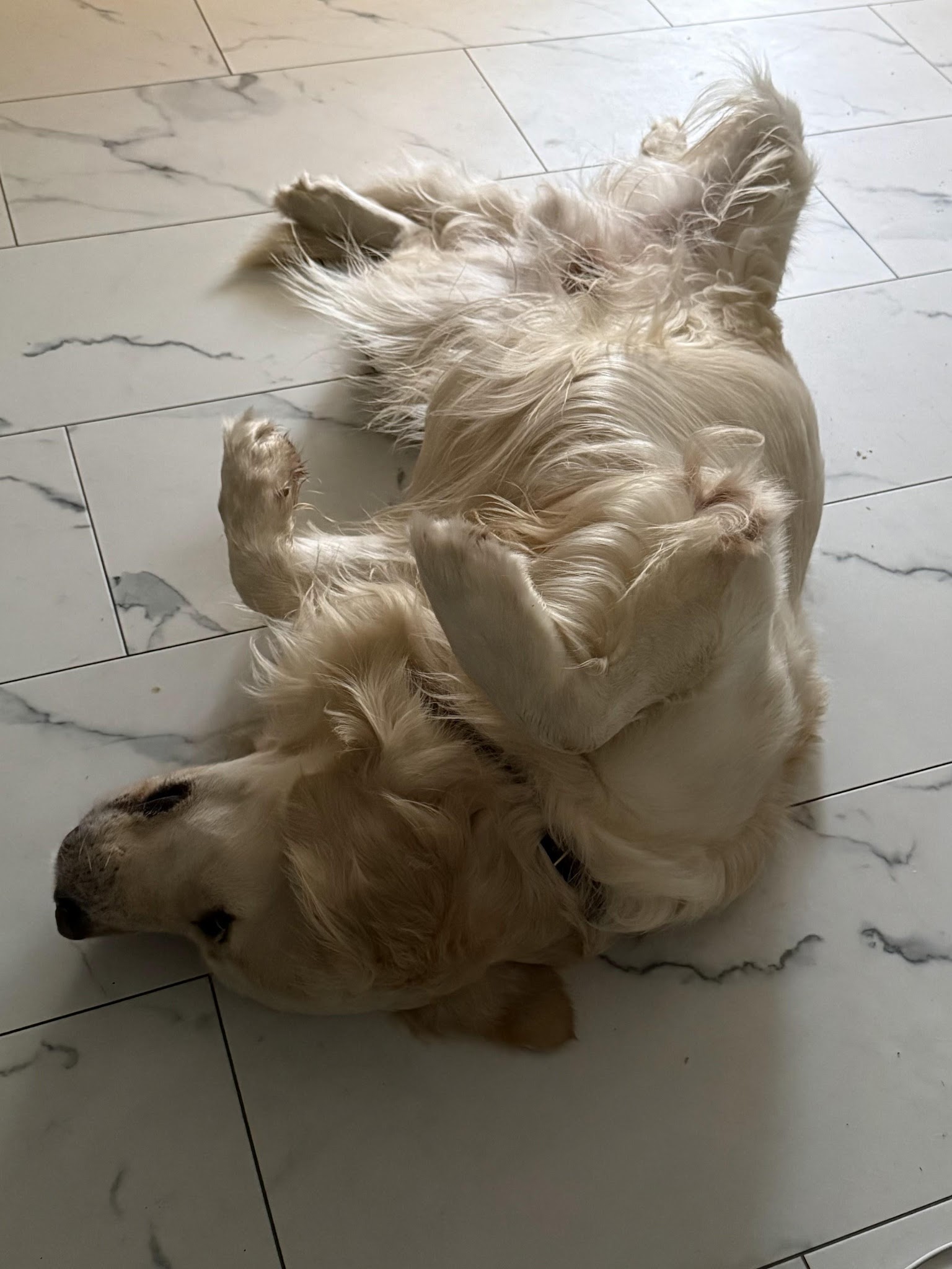 Falkor relaxing at home