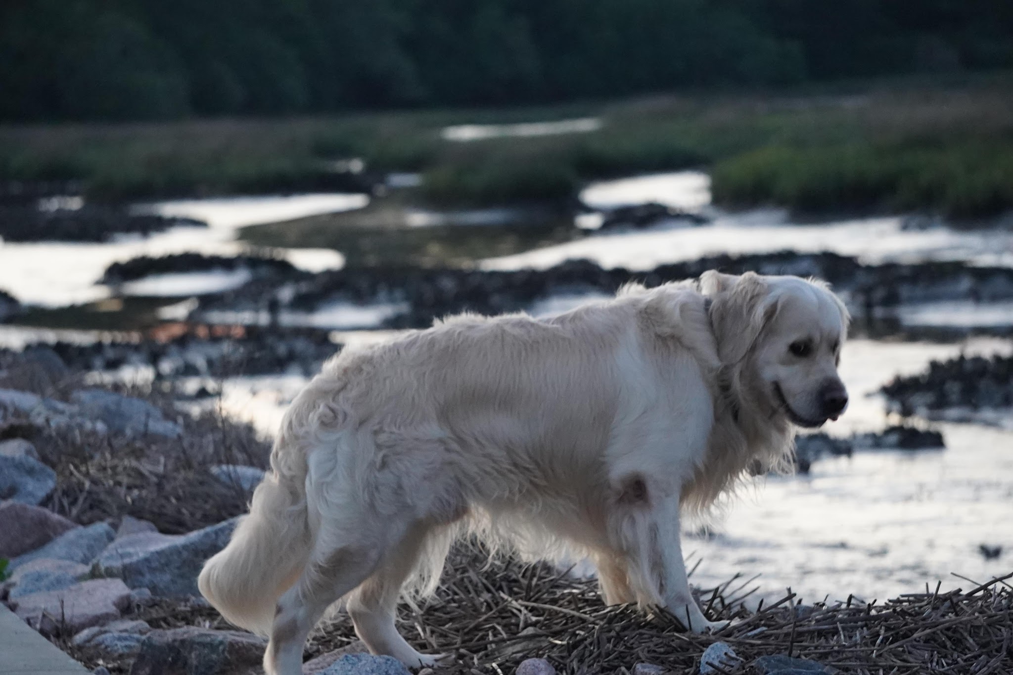 Falkor walking by the water