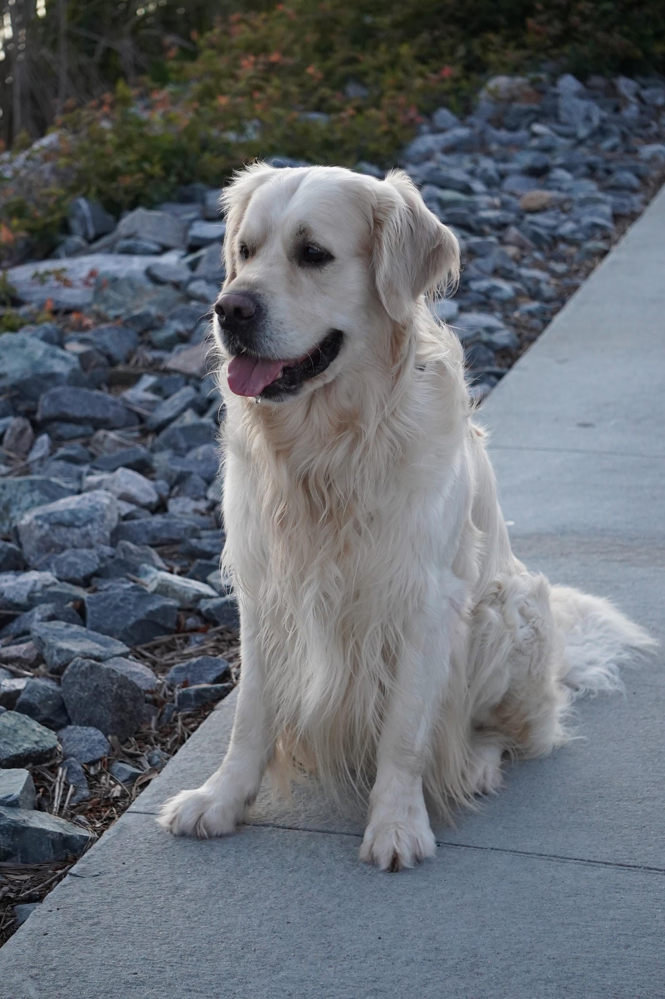 Falkor sitting by the water