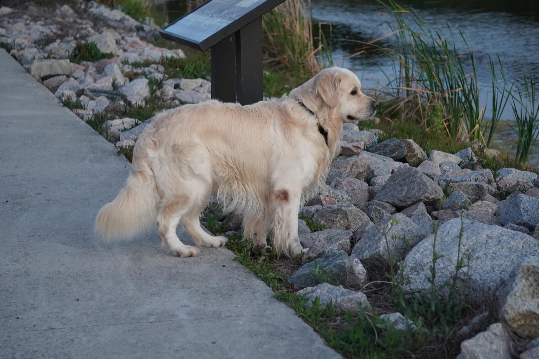 Falkor exploring the shoreline