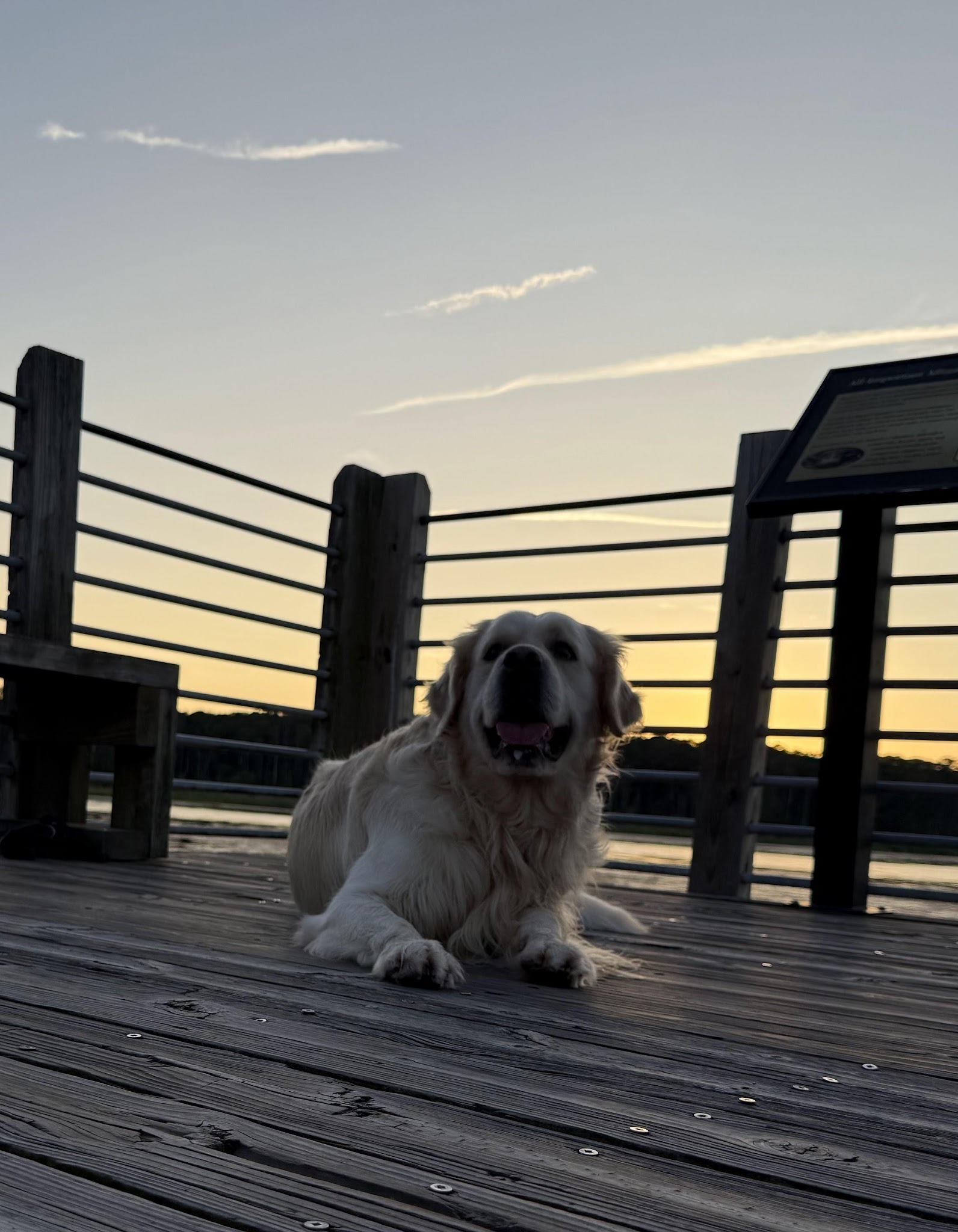 Falkor at the beach at sunset