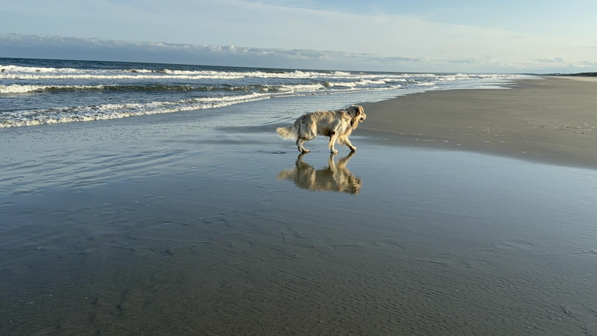 Falkor running along the beach