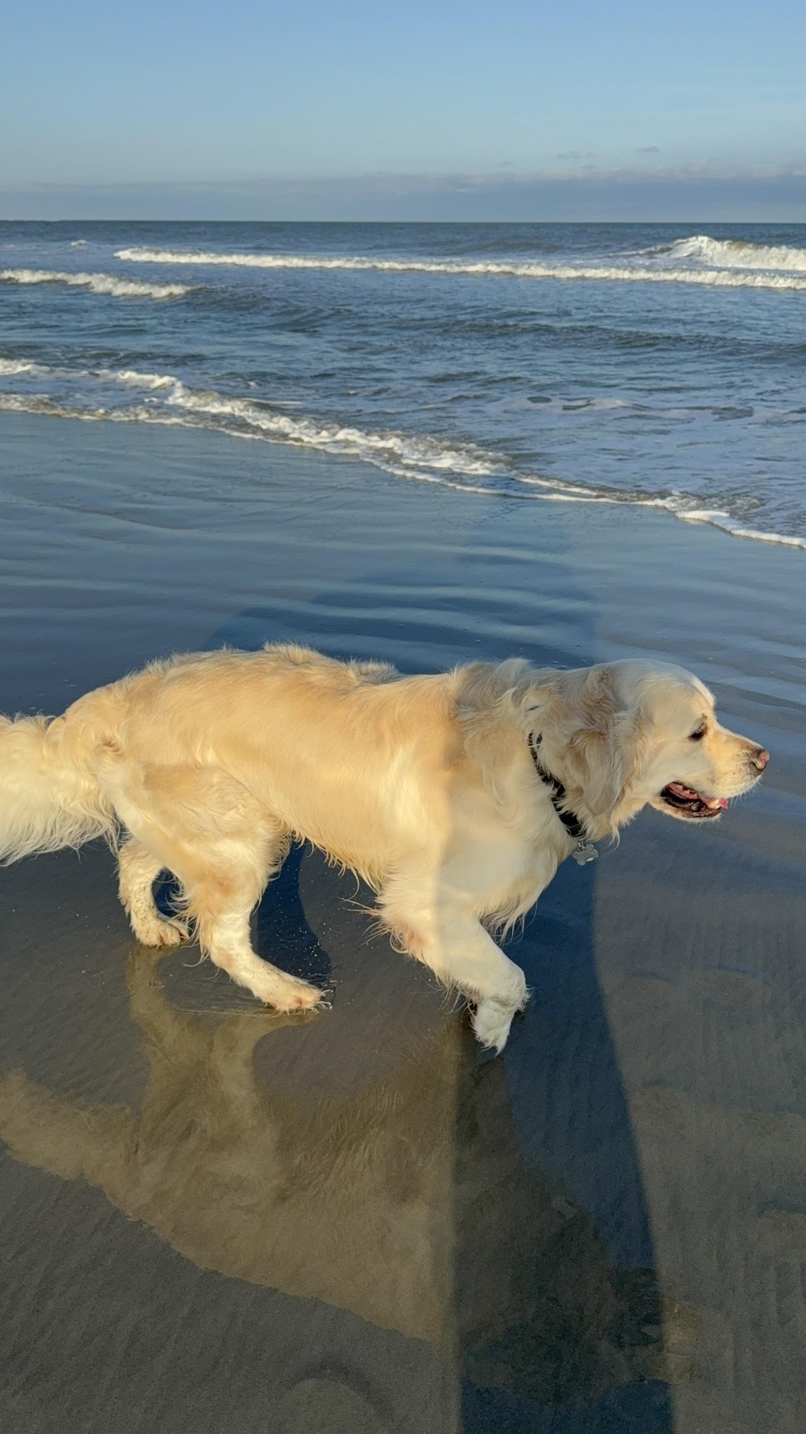 Falkor playing on the beach