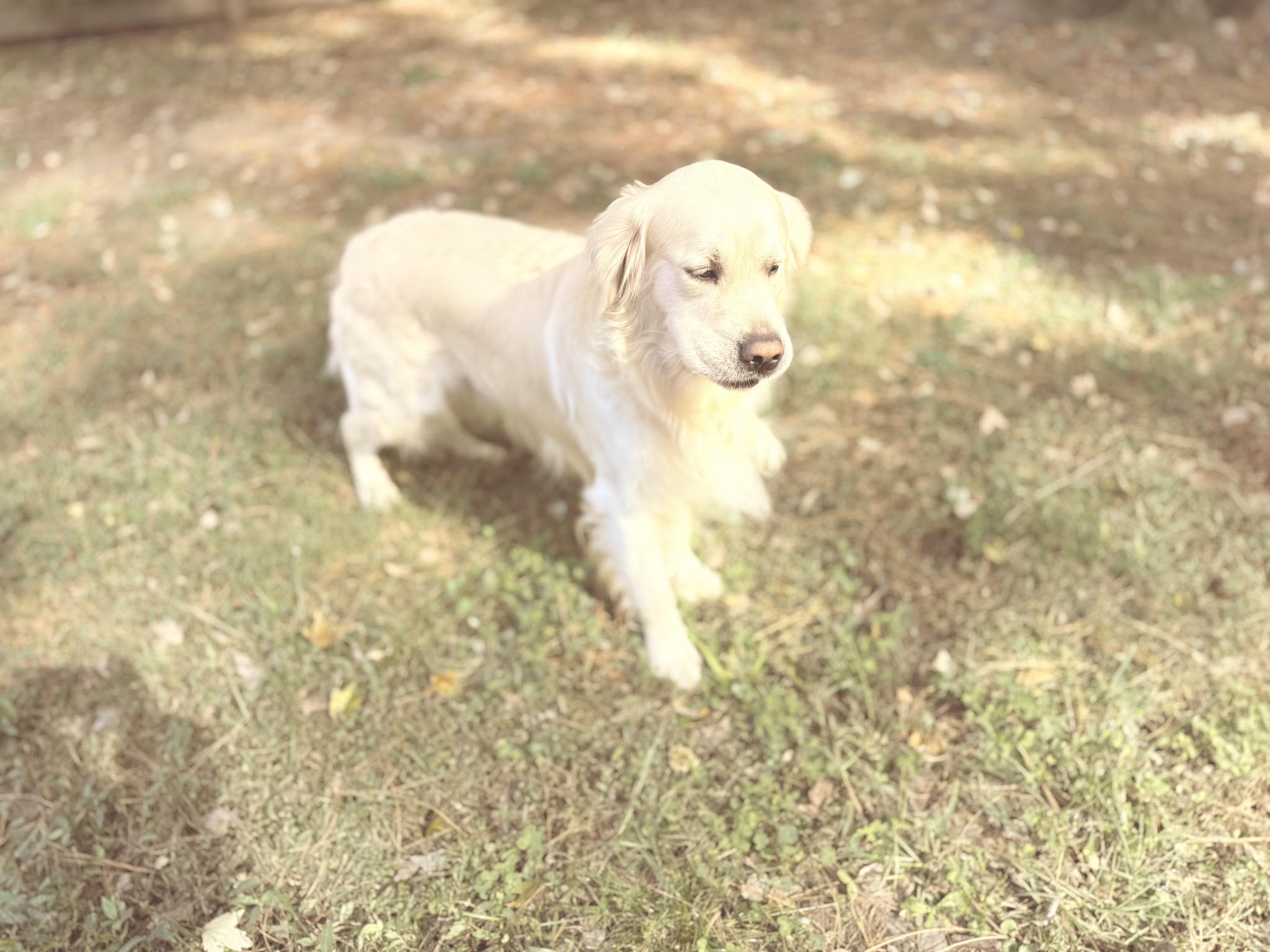 Falkor playing outdoors
