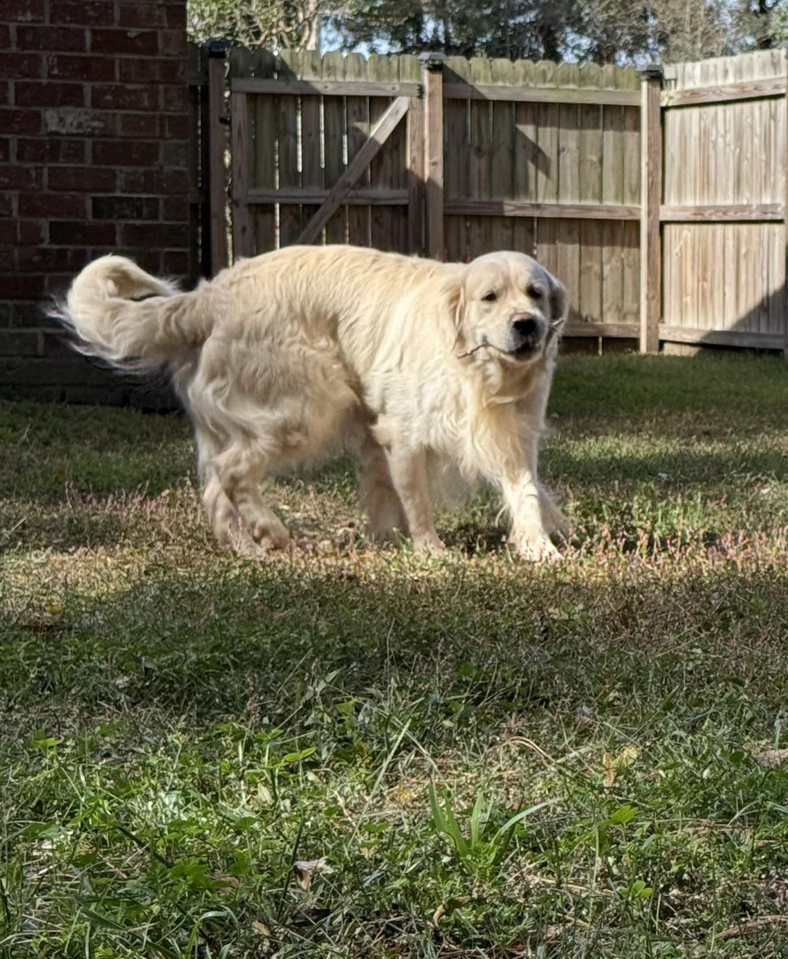 Falkor walking through the yard