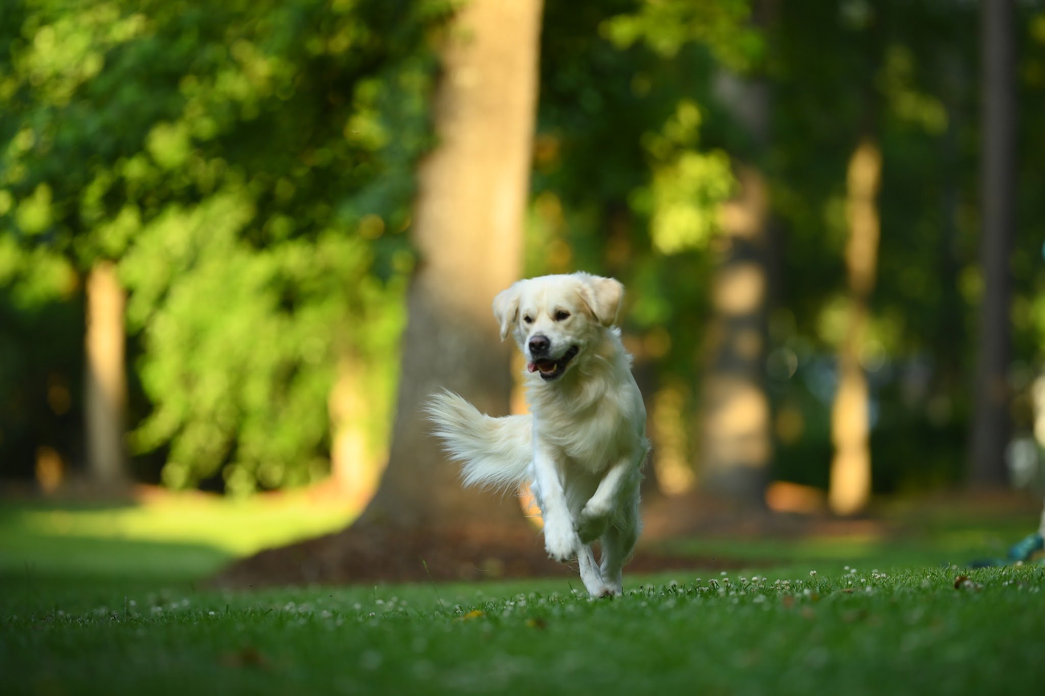 Falkor running through the grass
