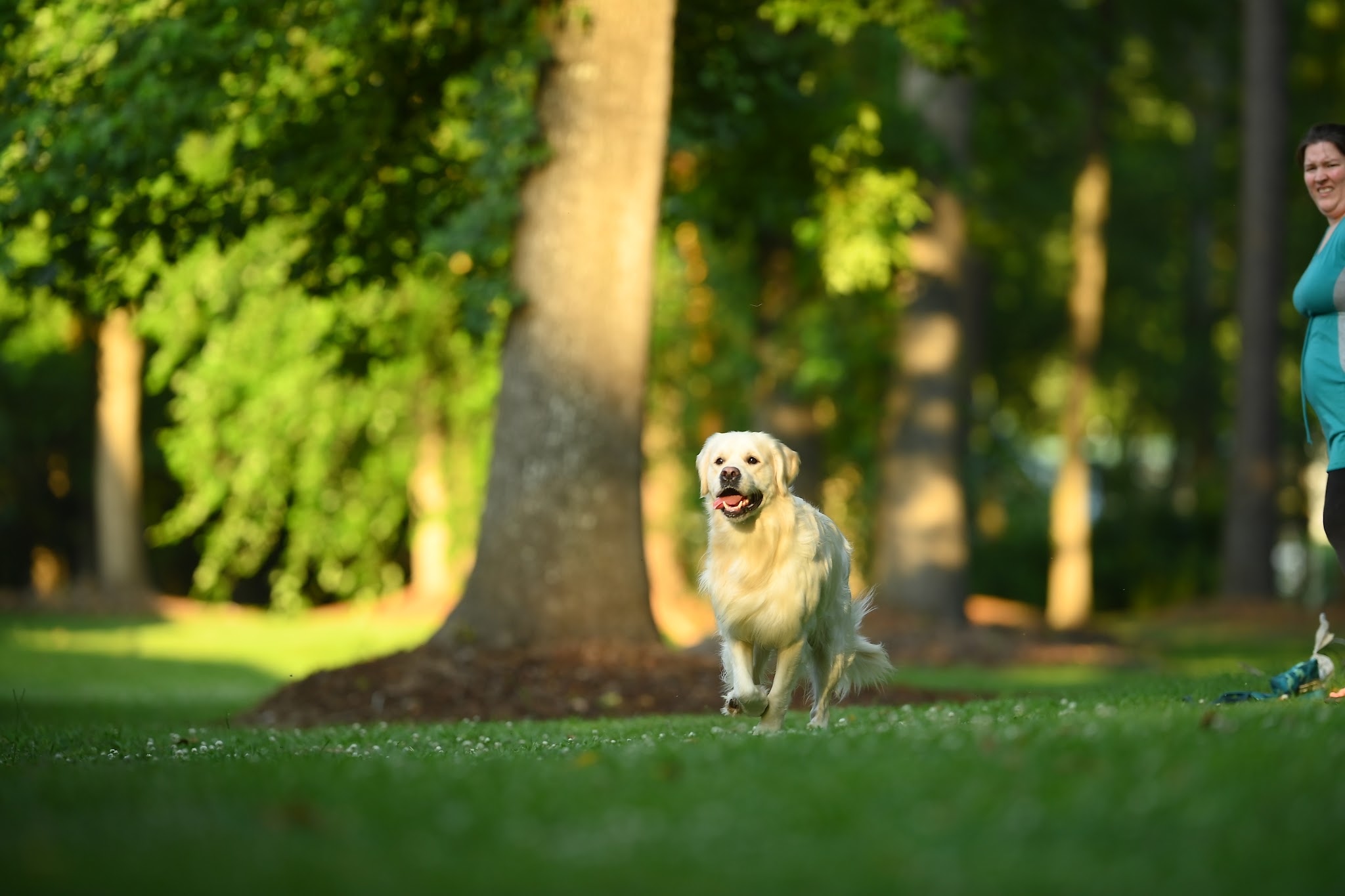 Falkor outdoors in the evening light