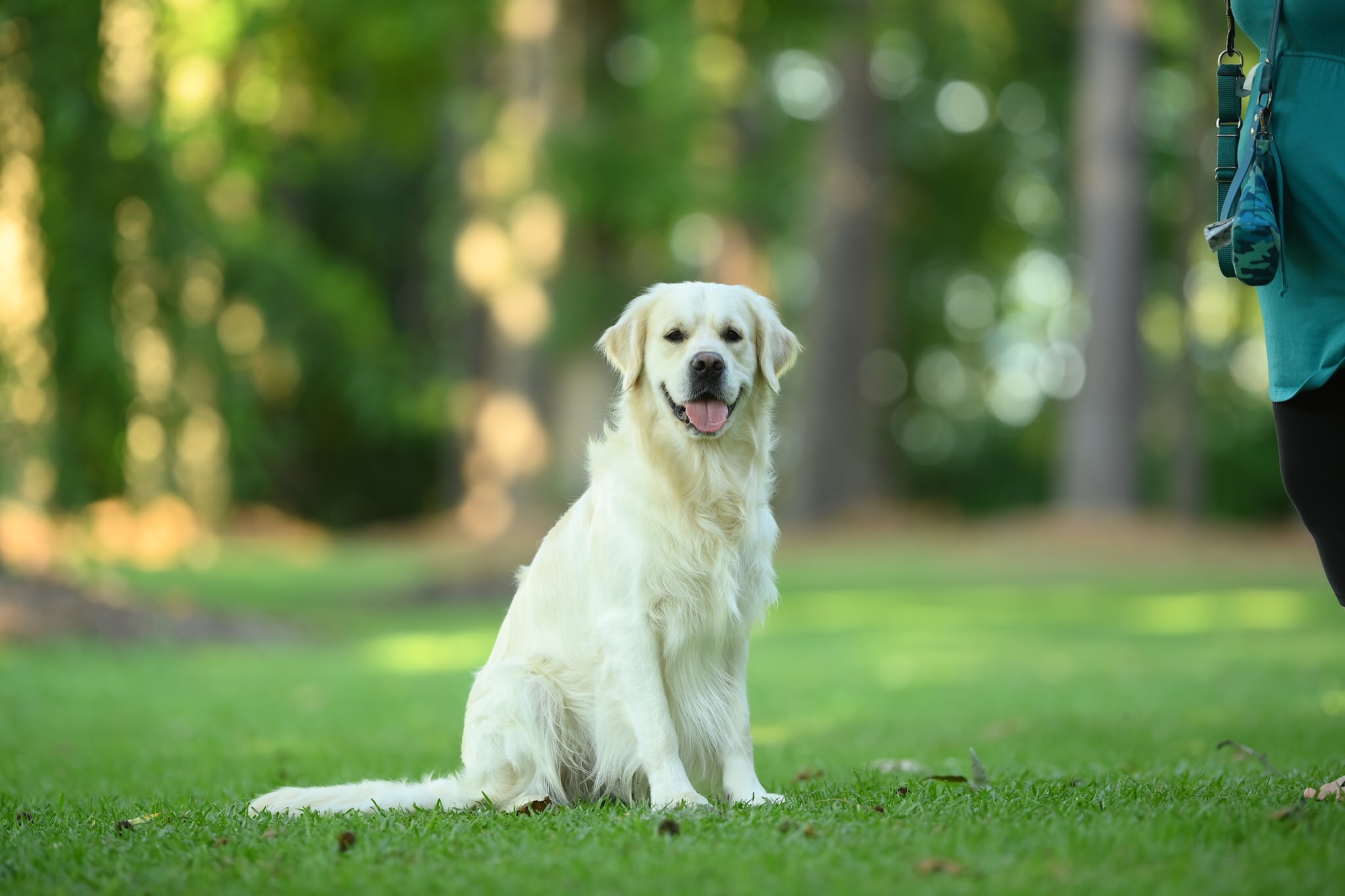 Portrait of Falkor sitting in the grass