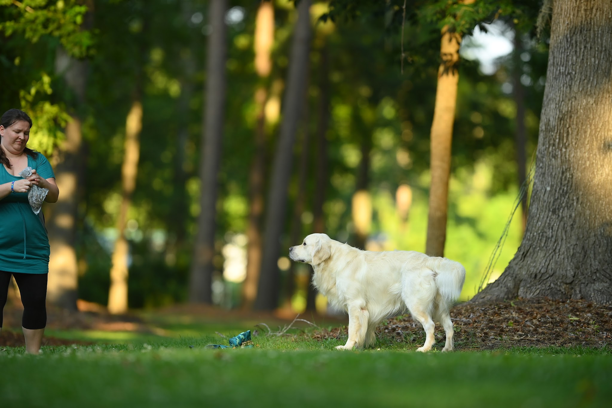 Falkor walking in the park