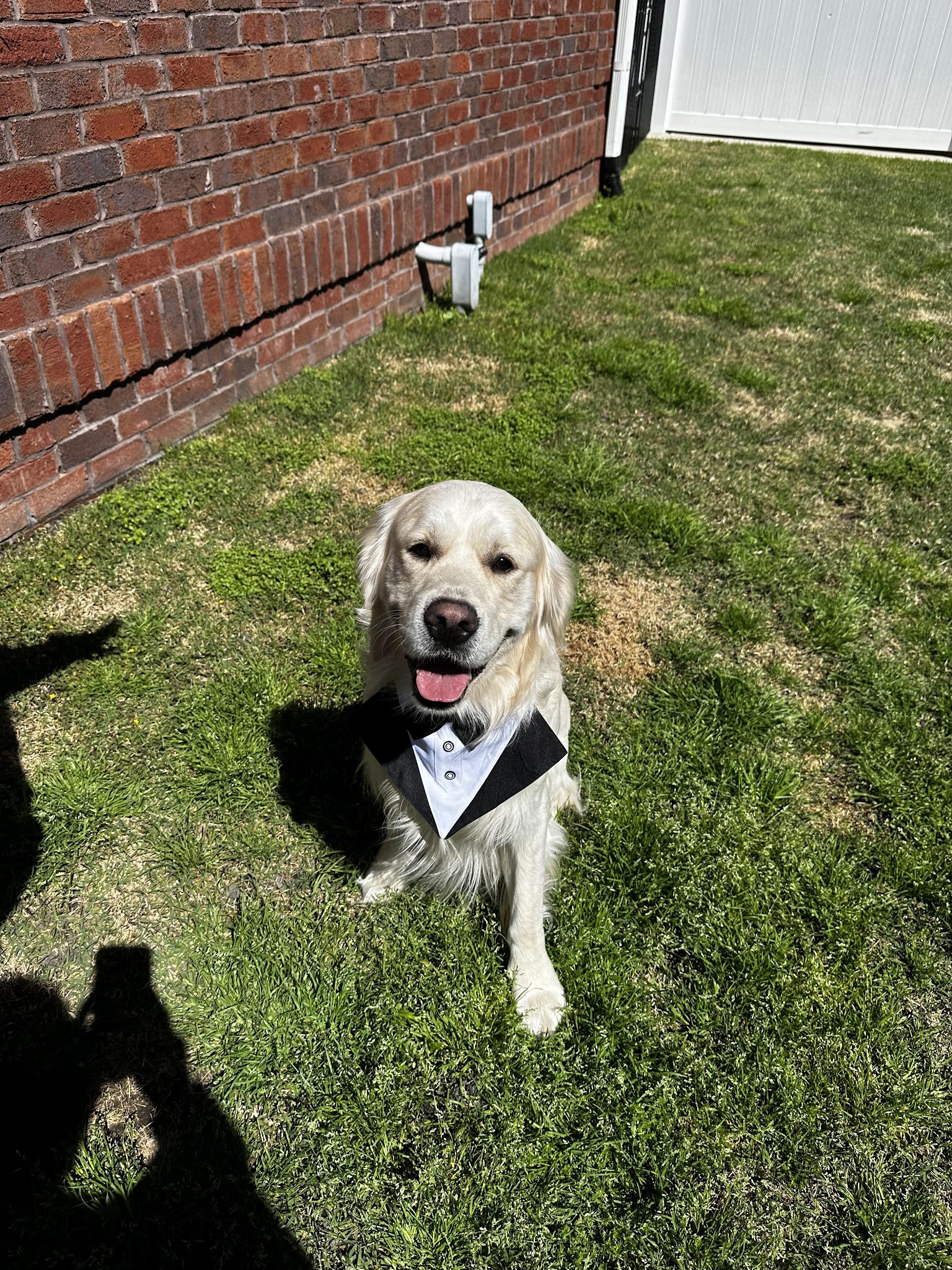 Falkor wearing a bow tie