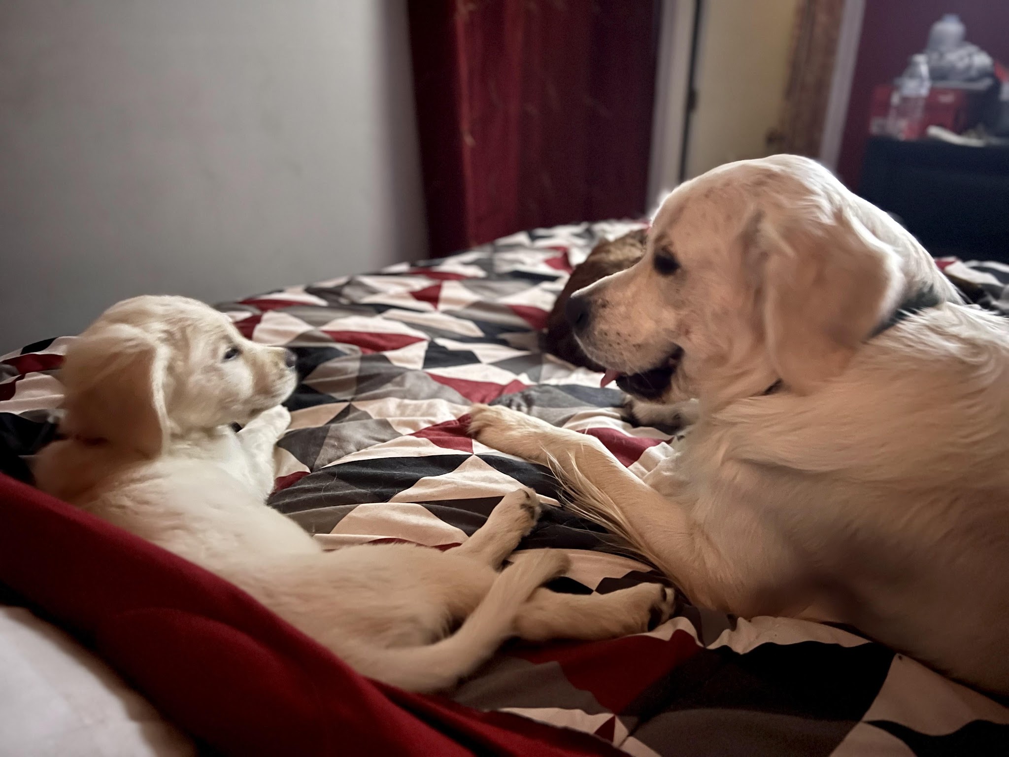 Falkor resting with a puppy