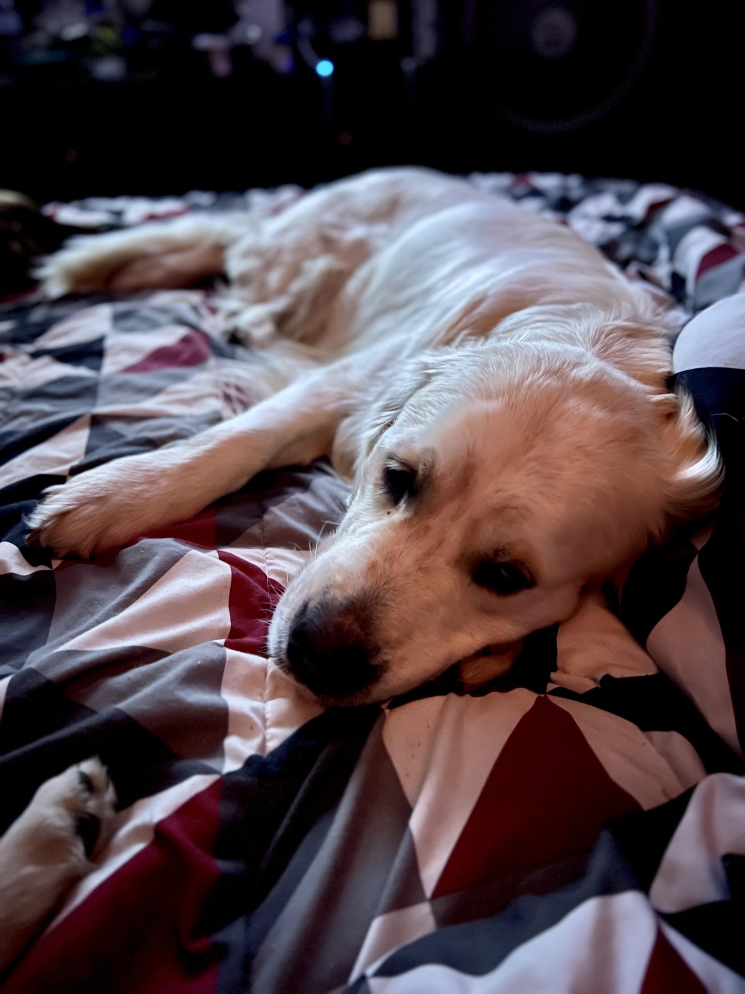 Falkor relaxing on a bed