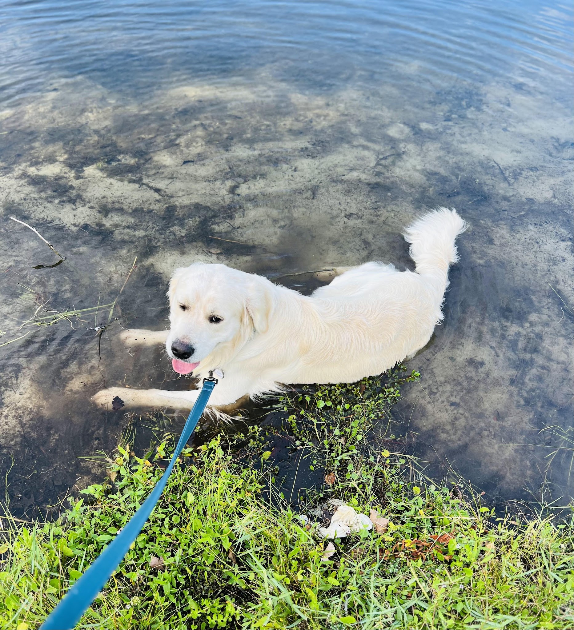 Falkor enjoying the water