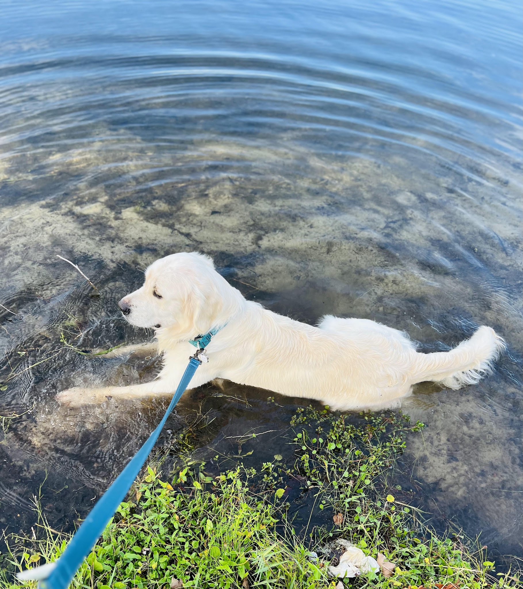 Falkor walking in clear water