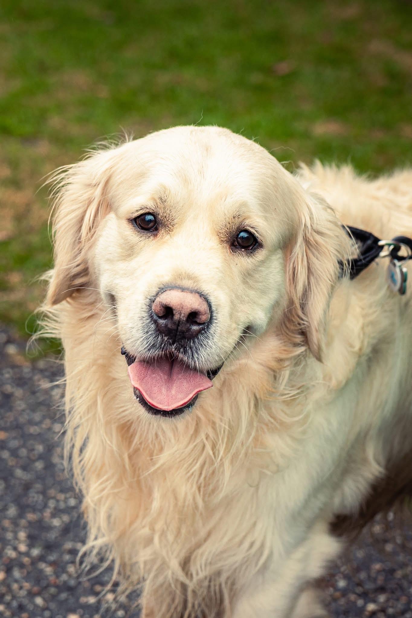 Close portrait of Falkor outdoors