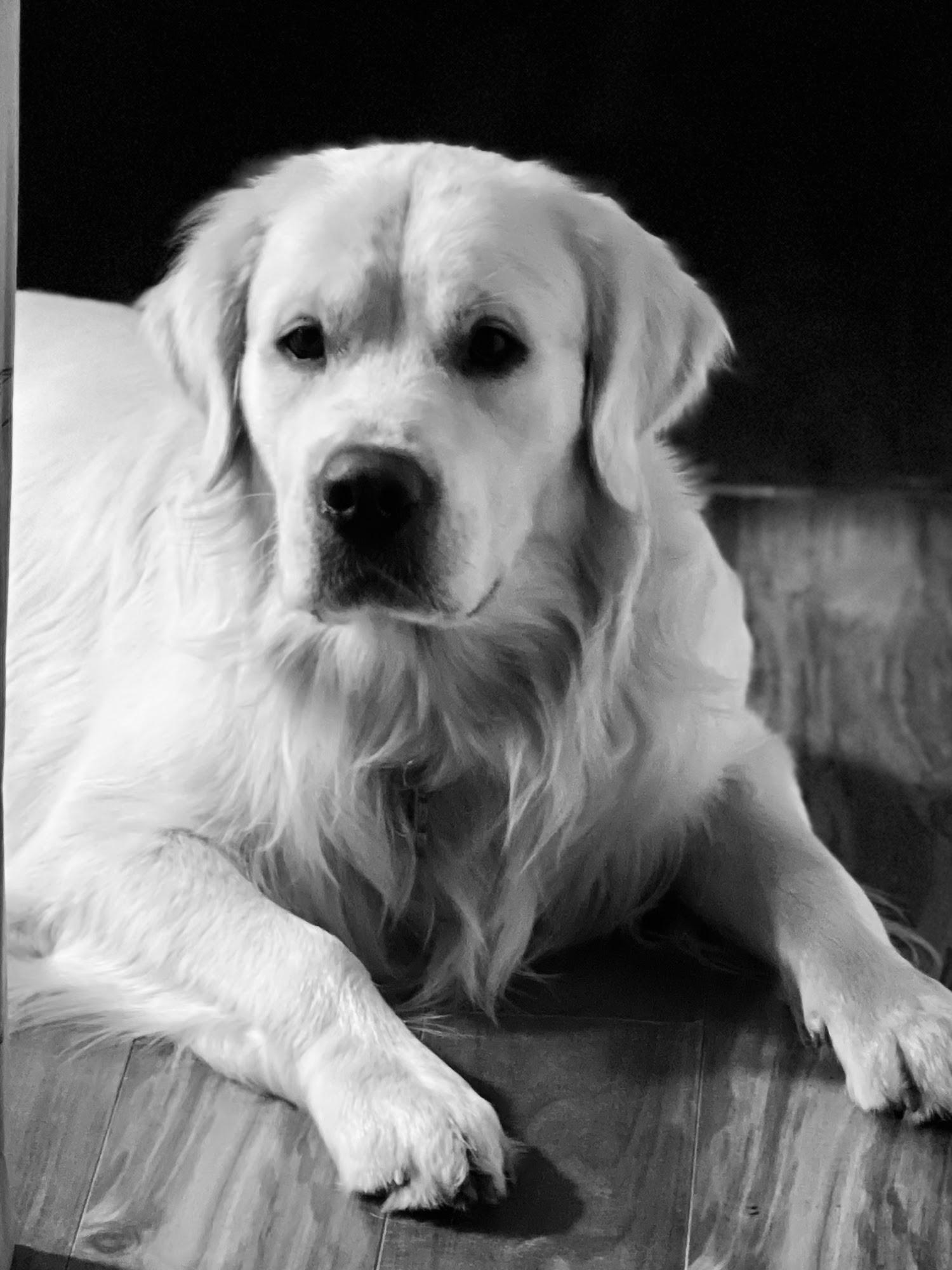 Black-and-white portrait of Falkor resting