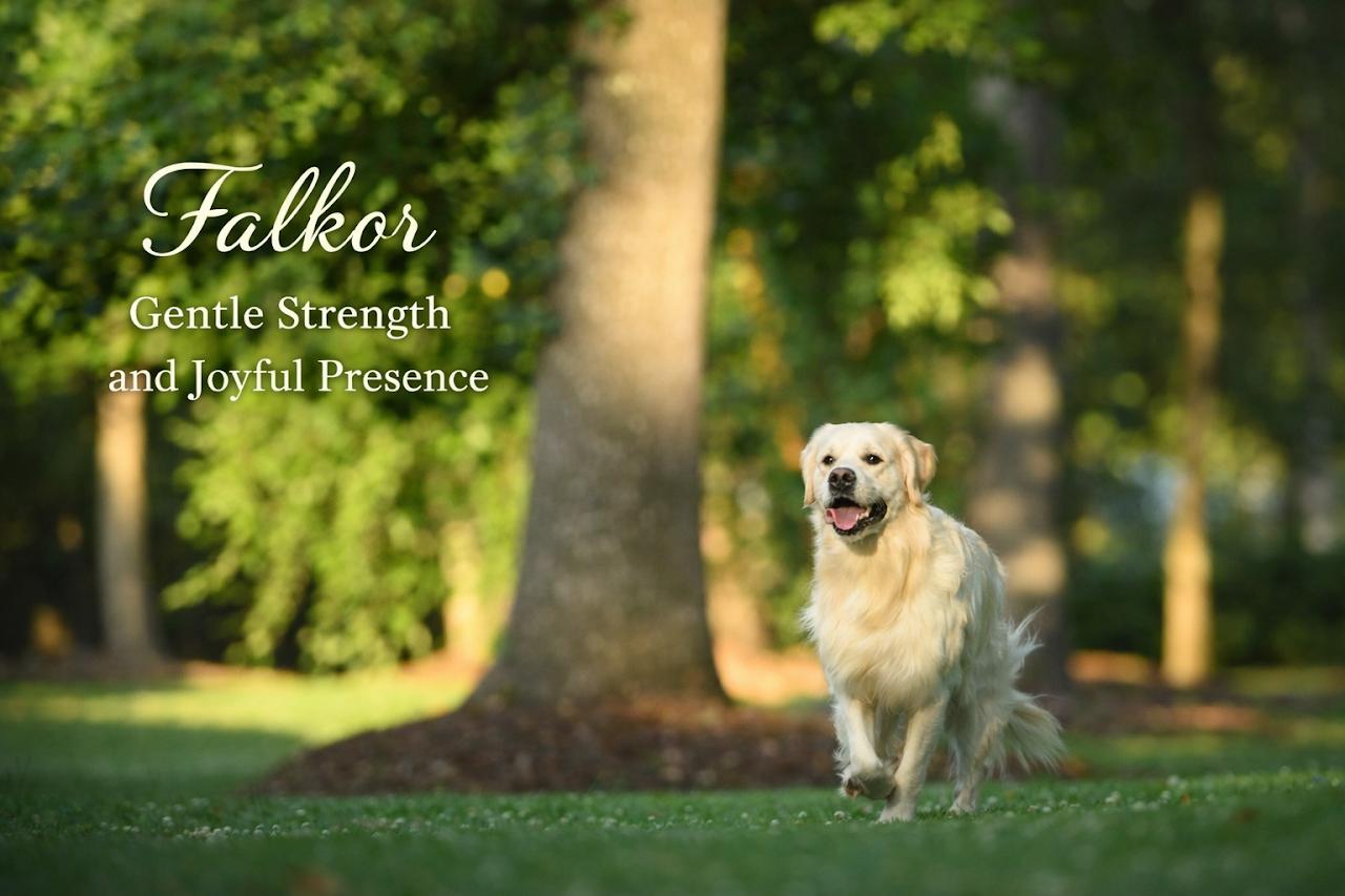 Falkor — Gentle Strength and Joyful Presence