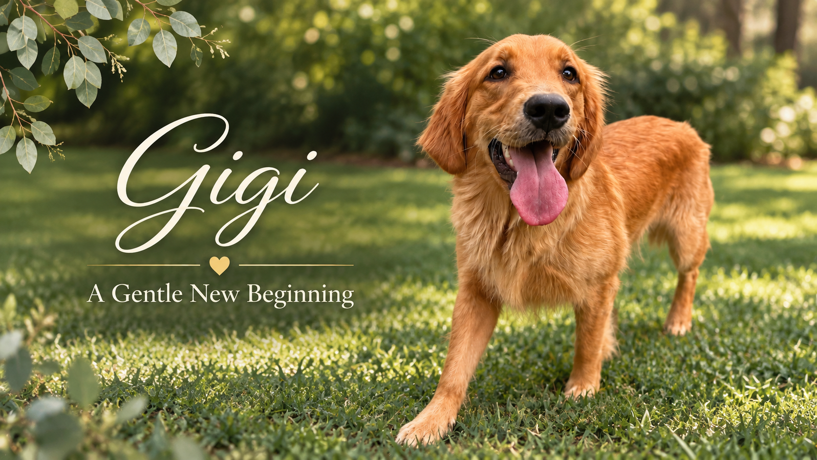 Gigi — A Gentle New Beginning