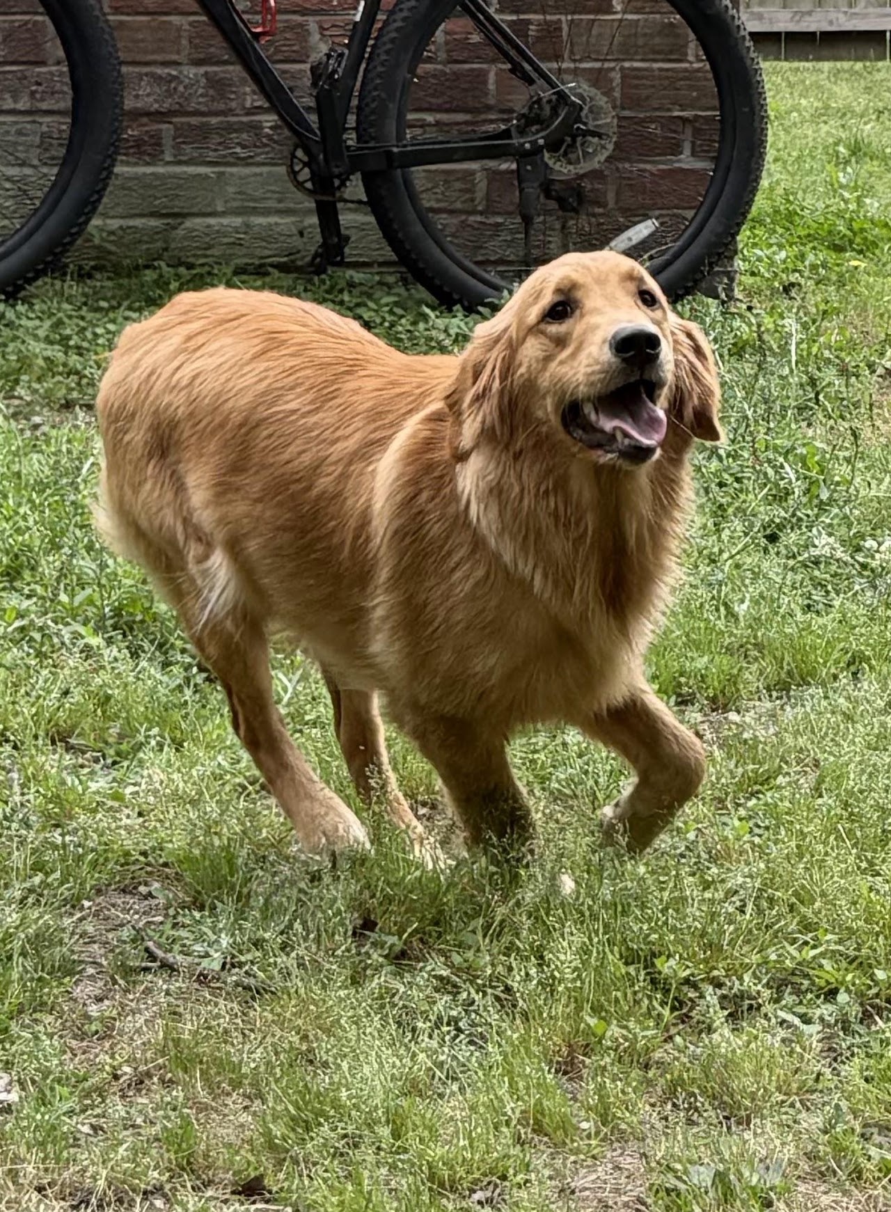 Gigi happily running through the grass