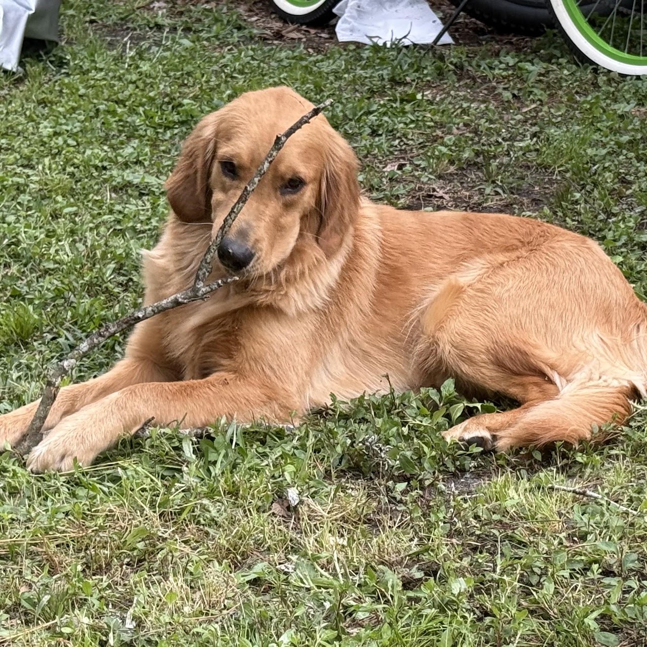 Gigi relaxing in the yard with a favorite stick