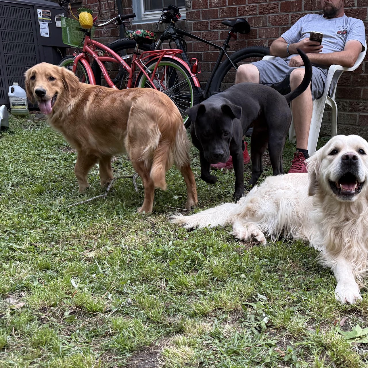Gigi spending time outside with her canine companions