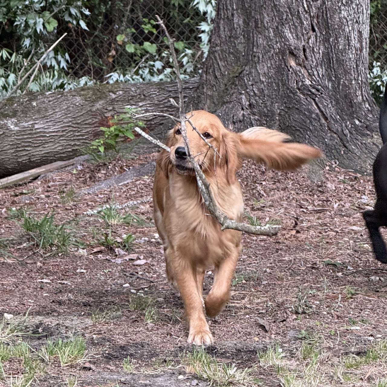 Gigi carrying a large branch through the yard