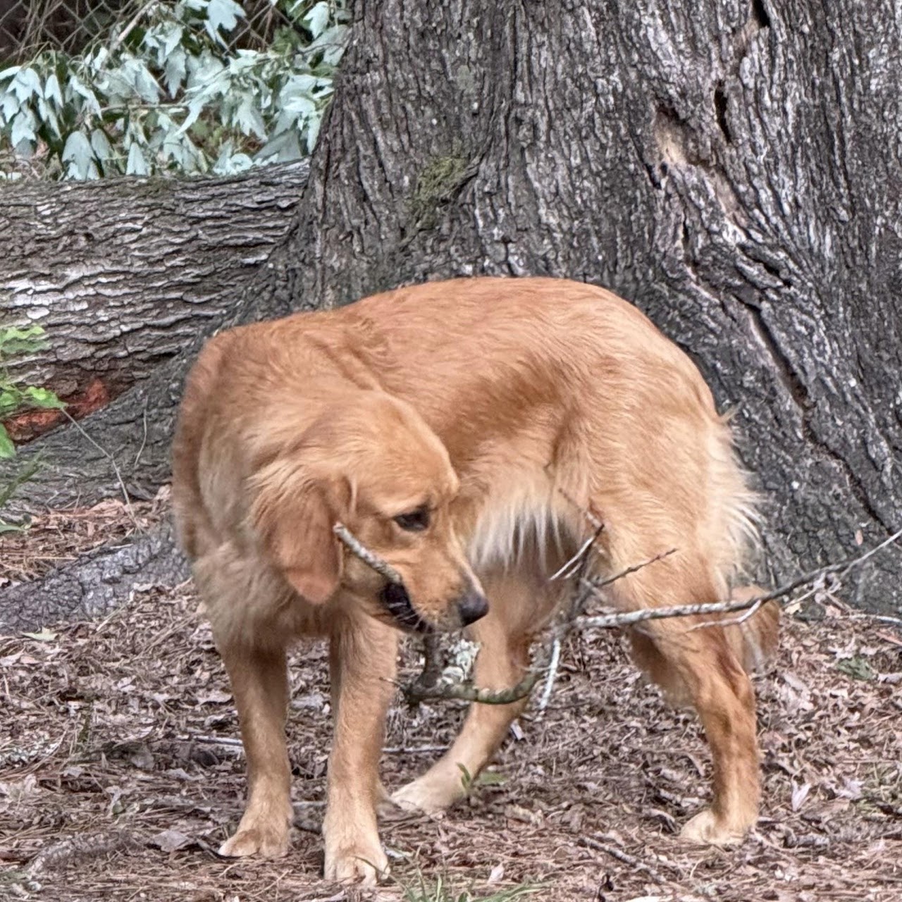 Gigi investigating her branch beside a tree