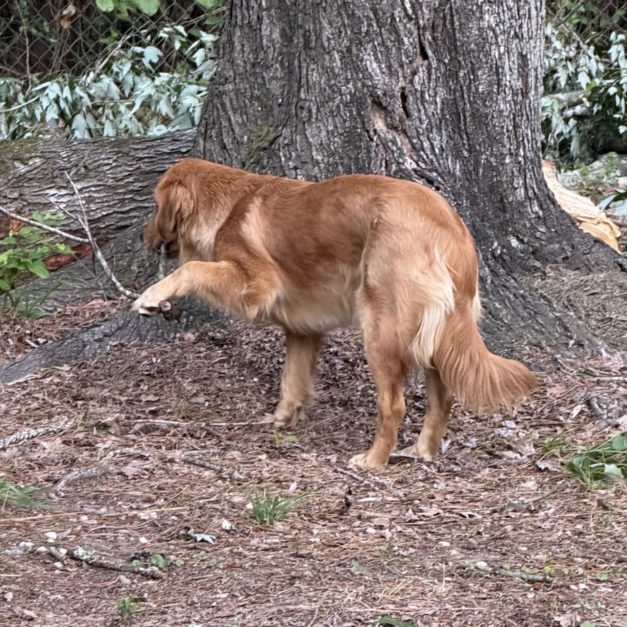 Gigi playfully pawing at a stick
