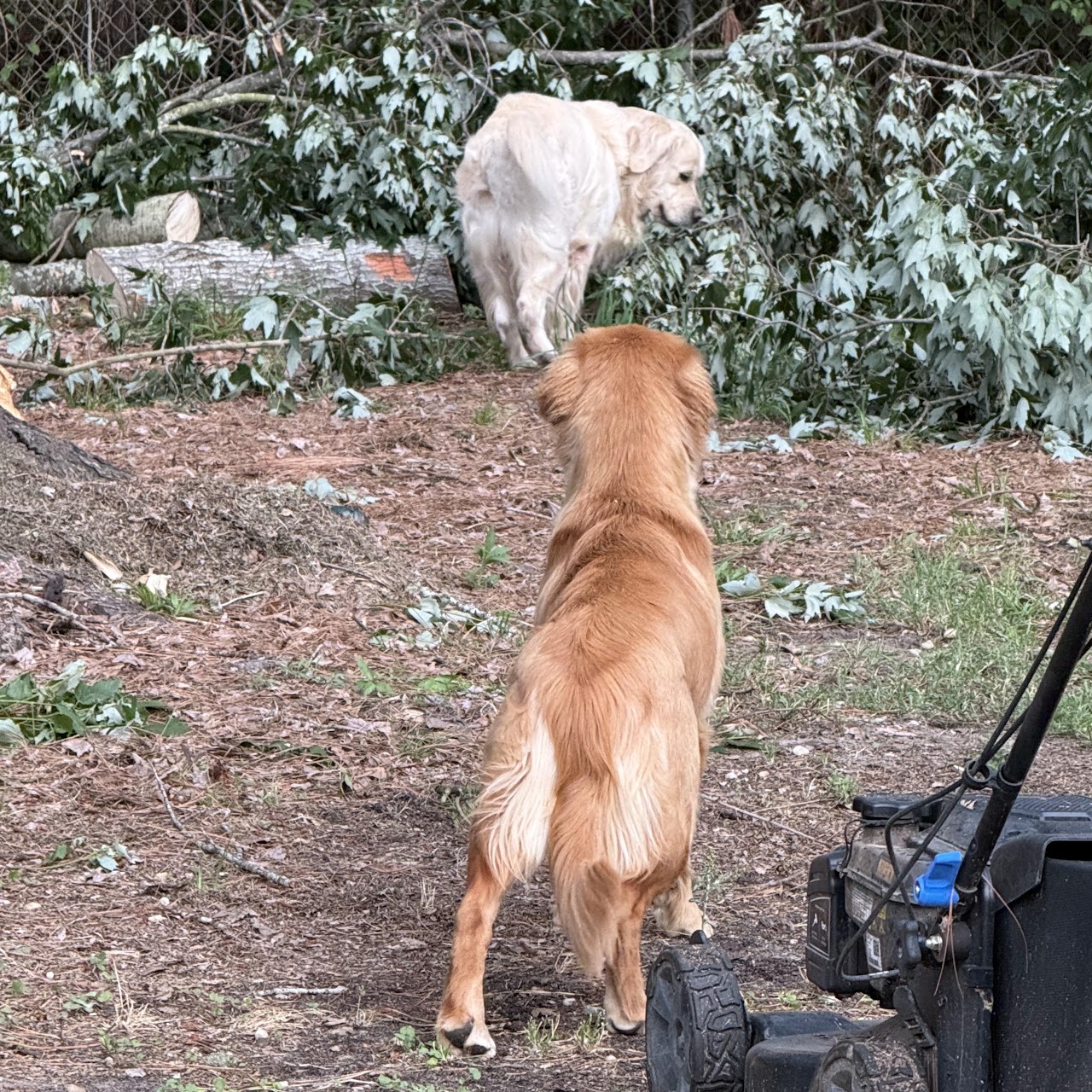 Gigi watching another golden retriever explore the yard