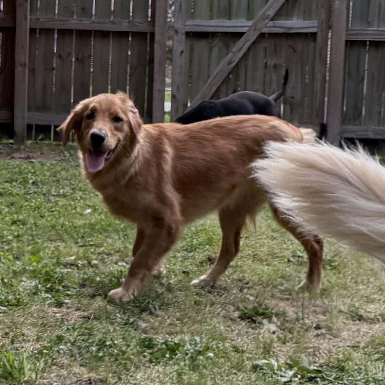 Gigi smiling during backyard playtime