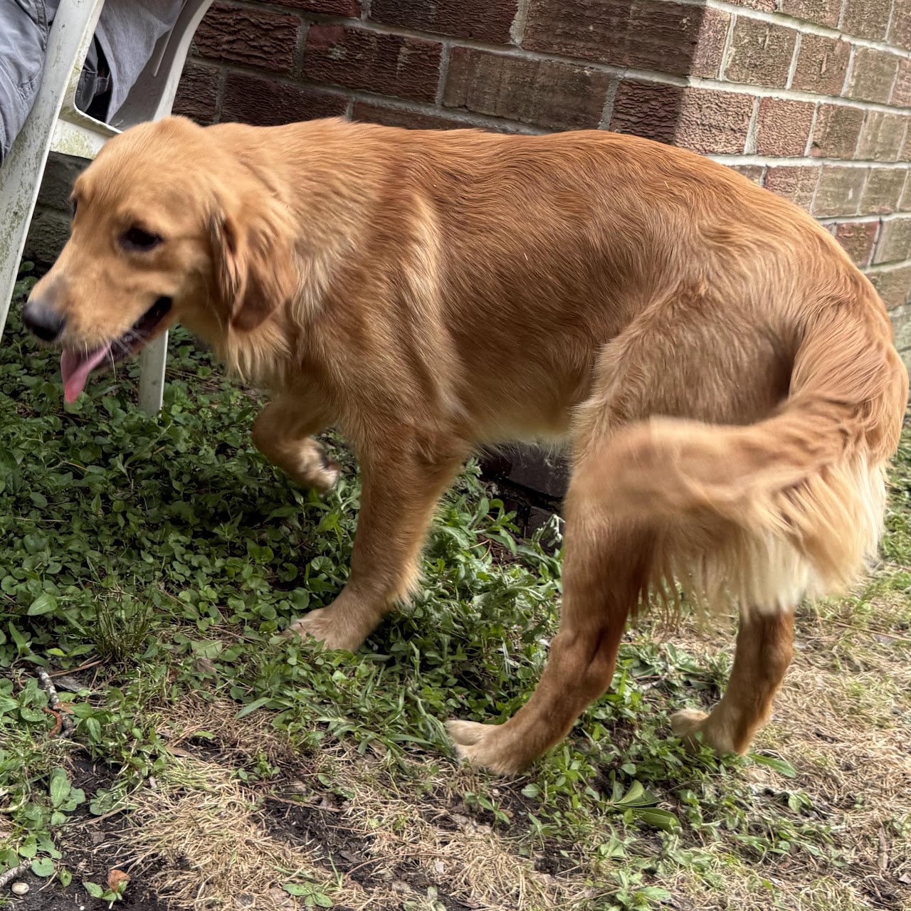Gigi walking beside the house after outdoor play