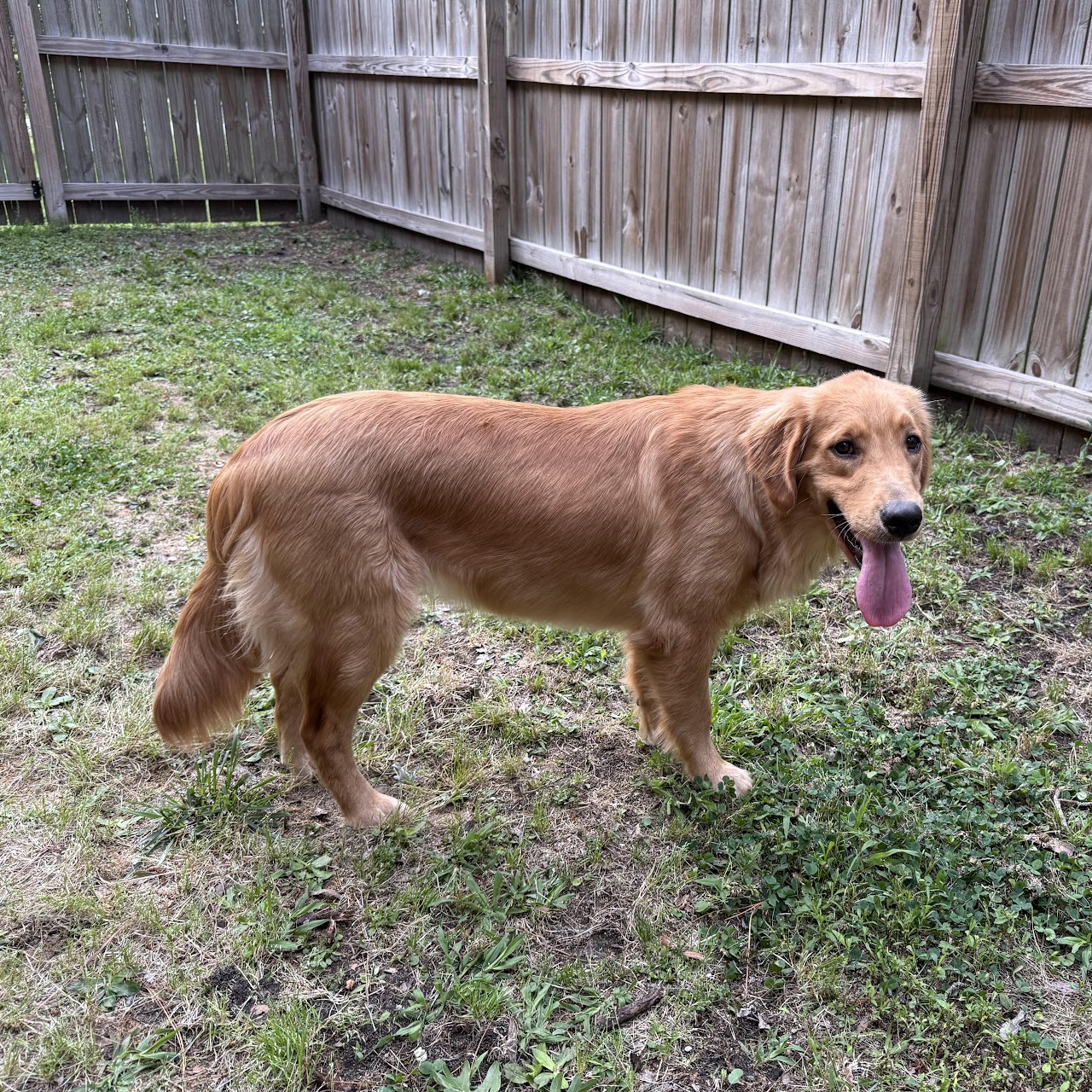 Gigi posing in the fenced yard