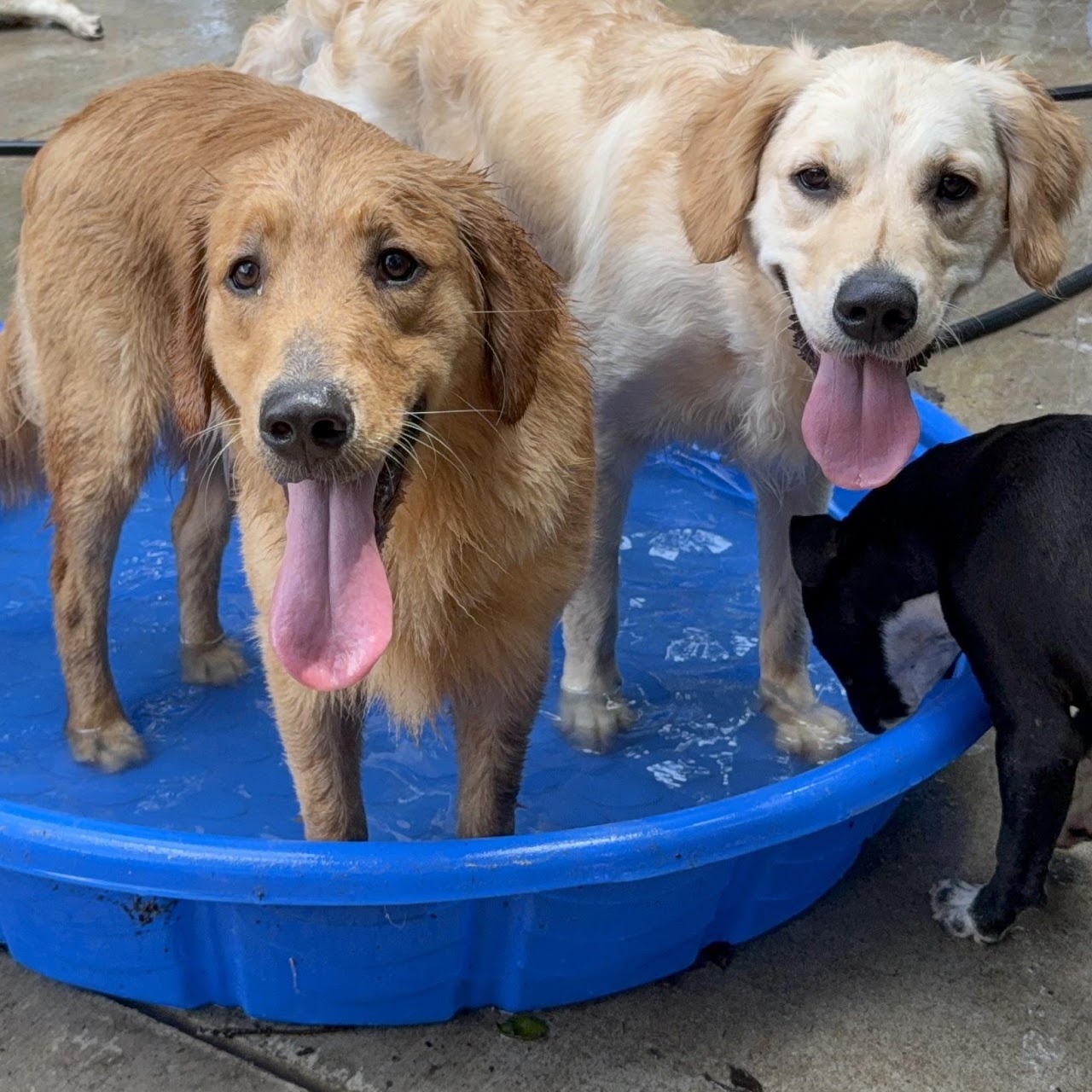 Gigi cooling off with friends in the blue puppy pool
