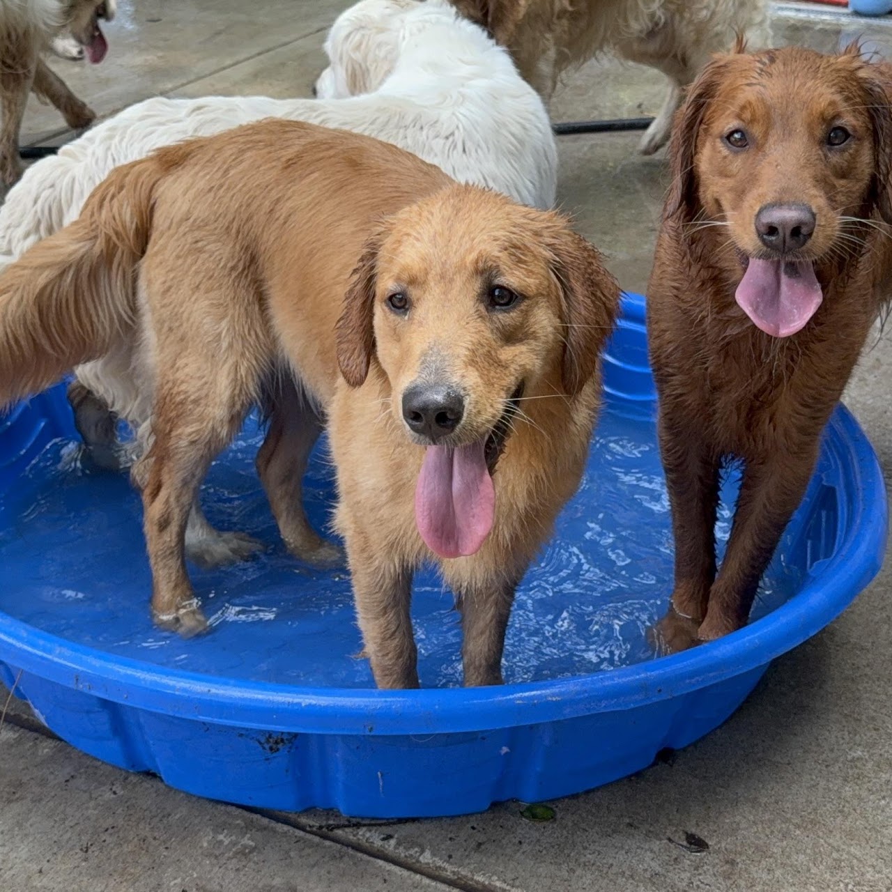 Gigi enjoying a summer pool day with another golden retriever