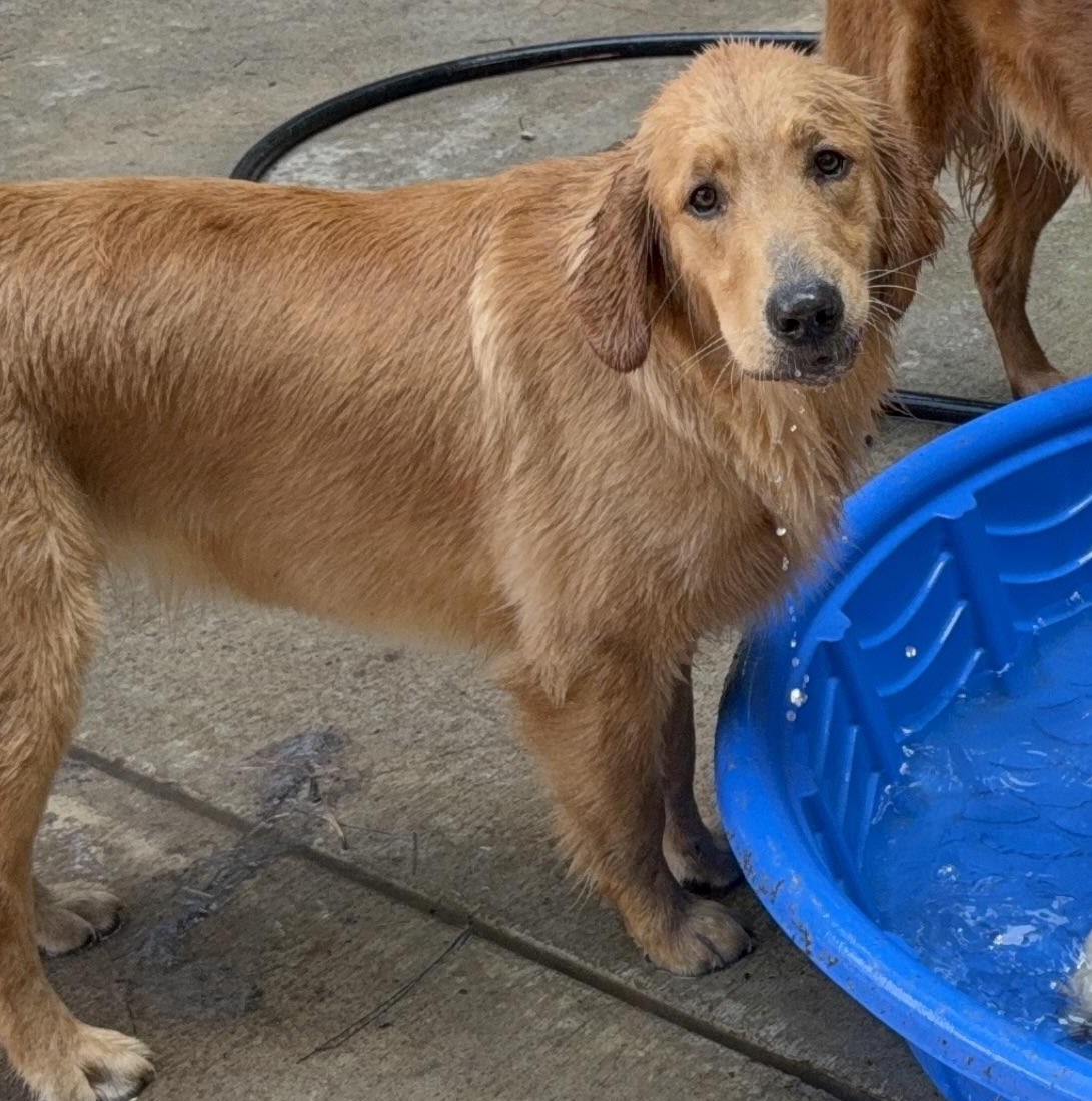 A wet and happy Gigi beside the puppy pool