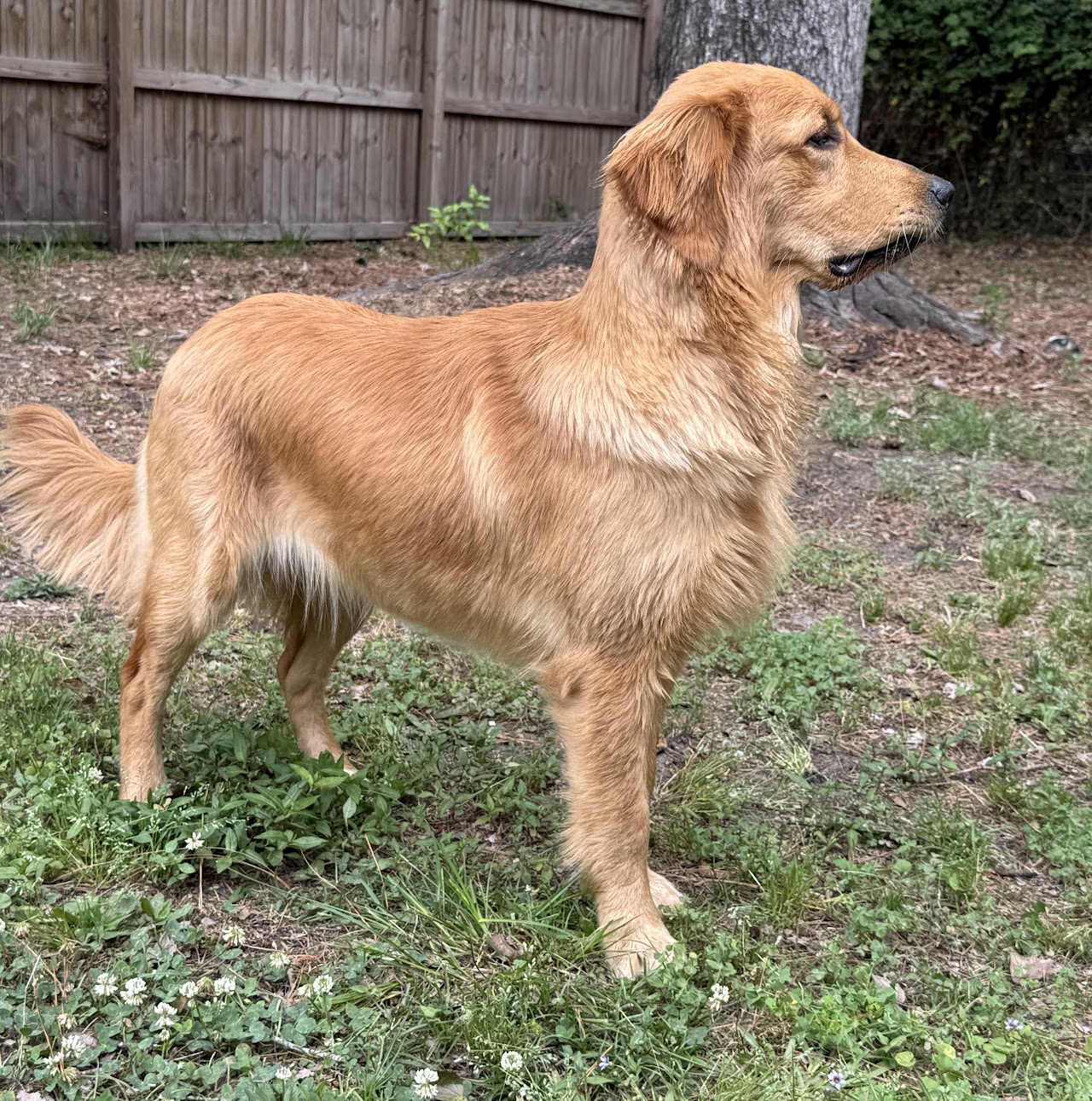 Gigi standing proudly in profile
