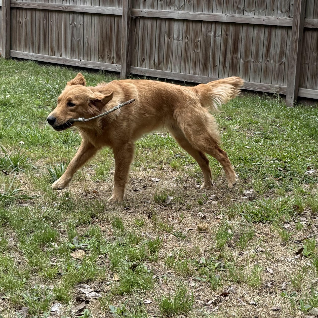 Gigi carrying a stick across the backyard