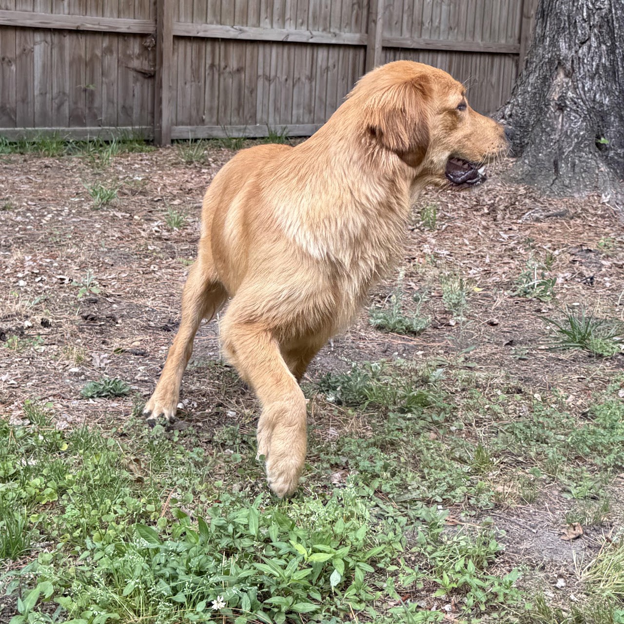 Gigi in motion during an afternoon of play