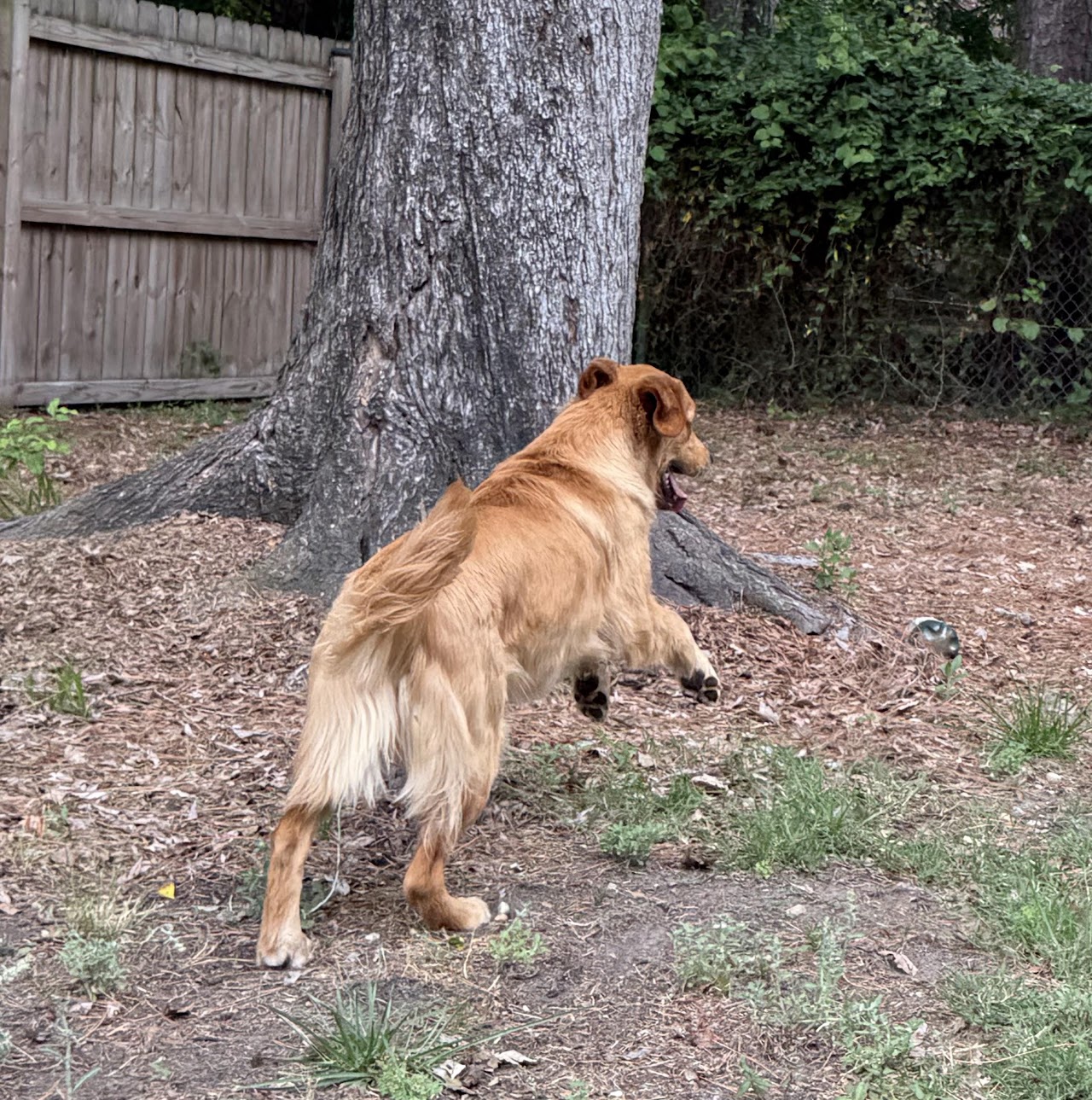 Gigi bounding joyfully toward the trees