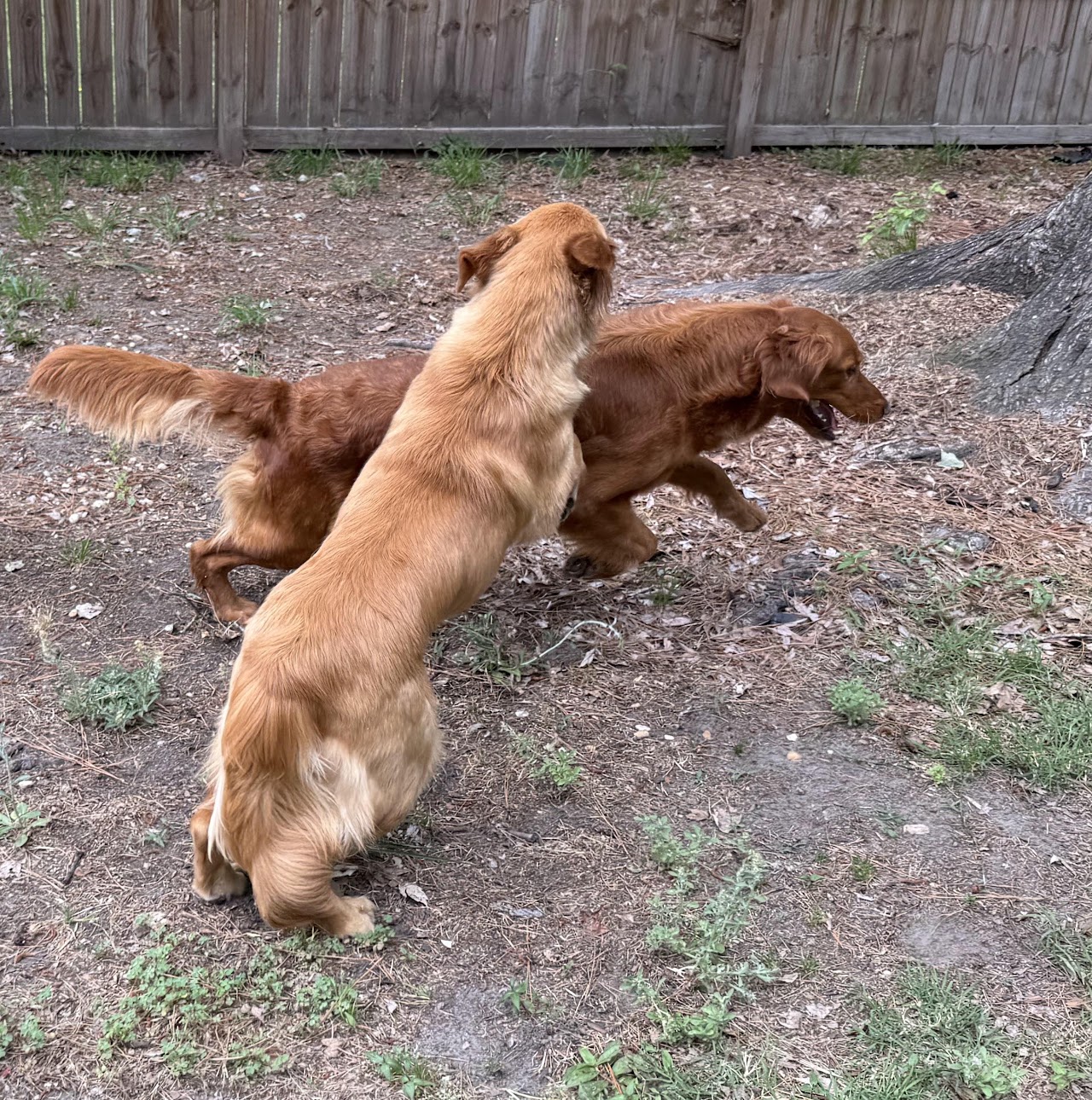Gigi playing chase with her golden retriever friends