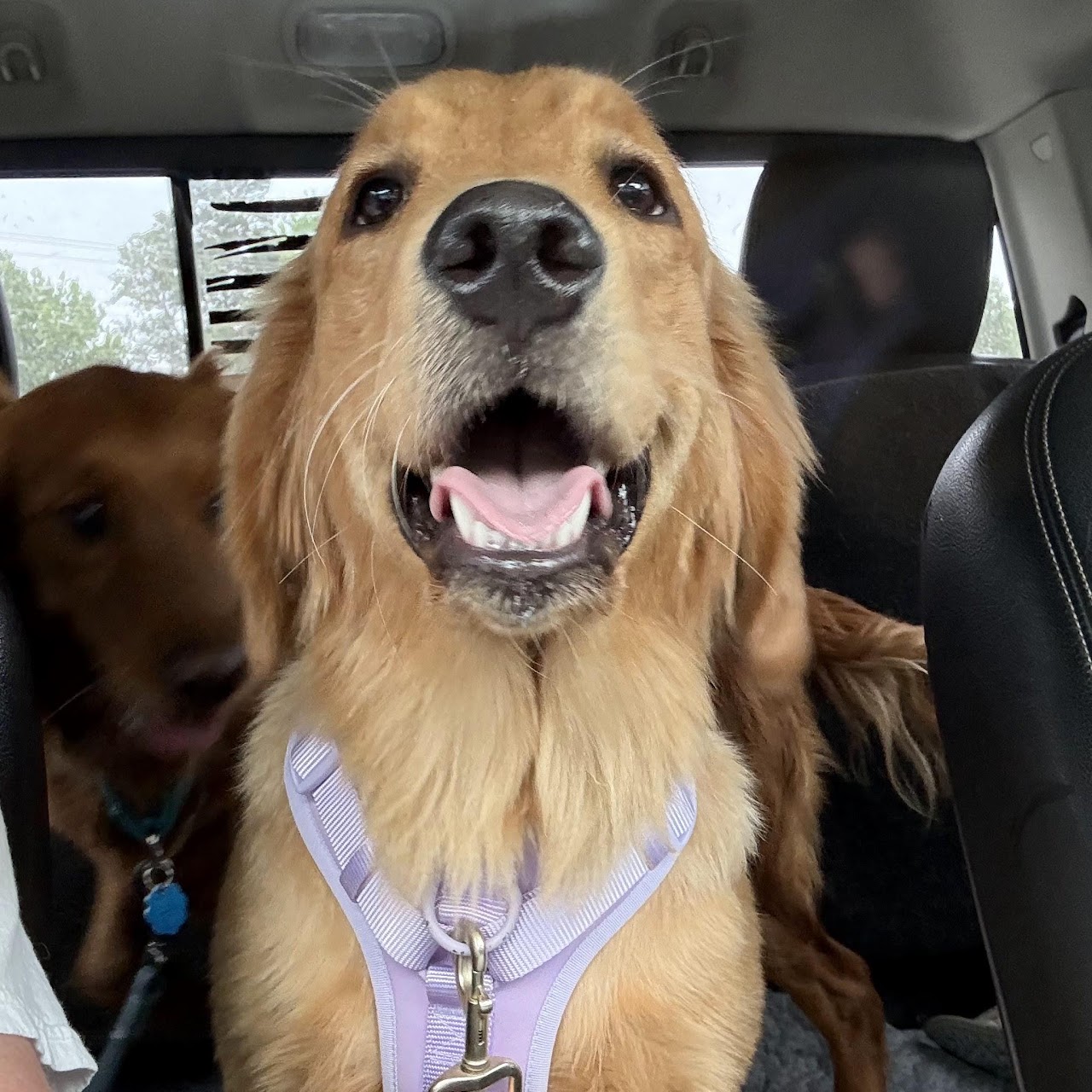 Gigi smiling during a car ride in her lavender harness