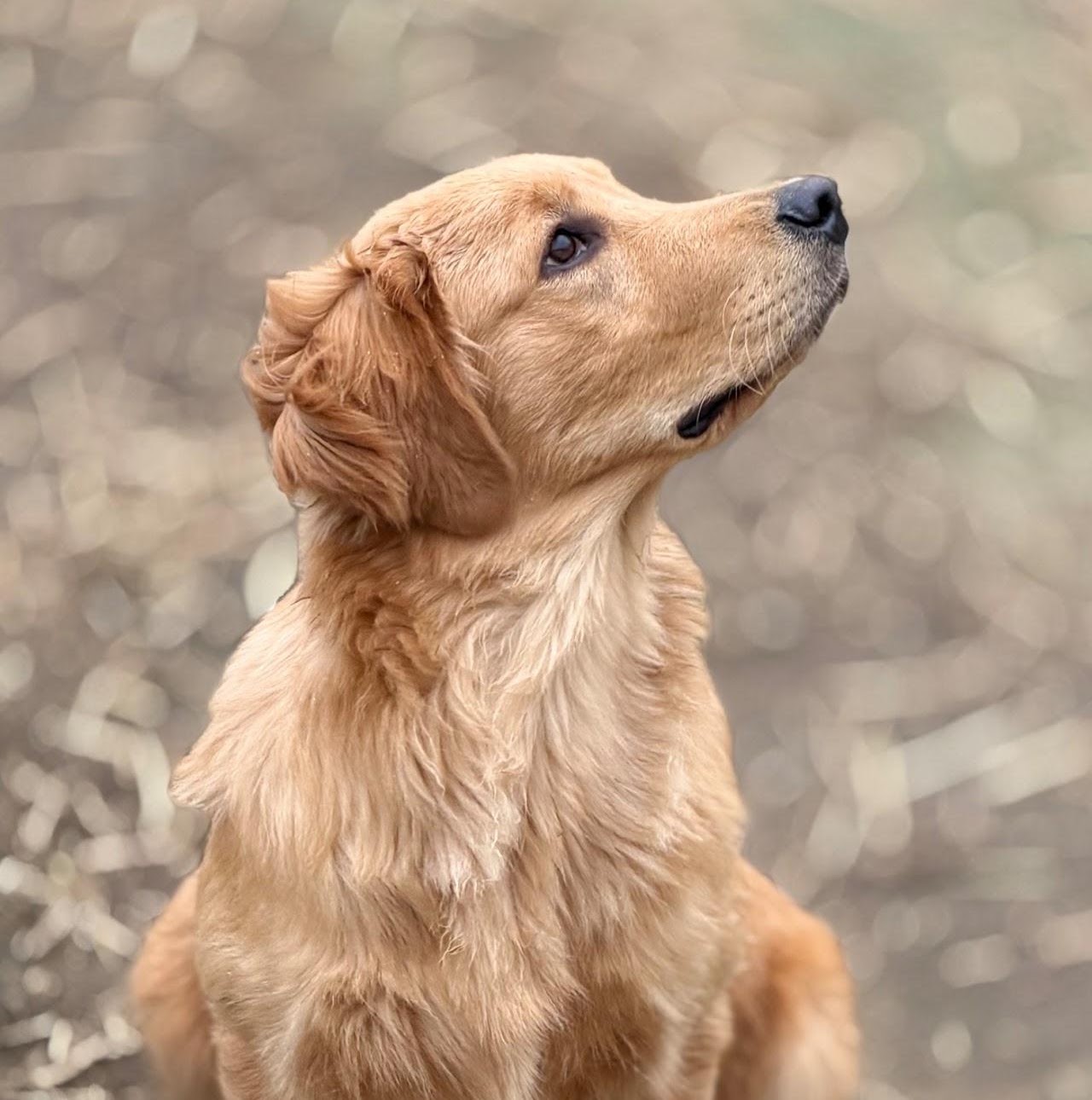 A graceful side portrait of Gigi