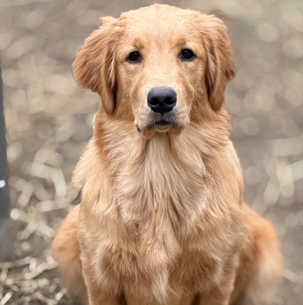 A classic front portrait of Gigi