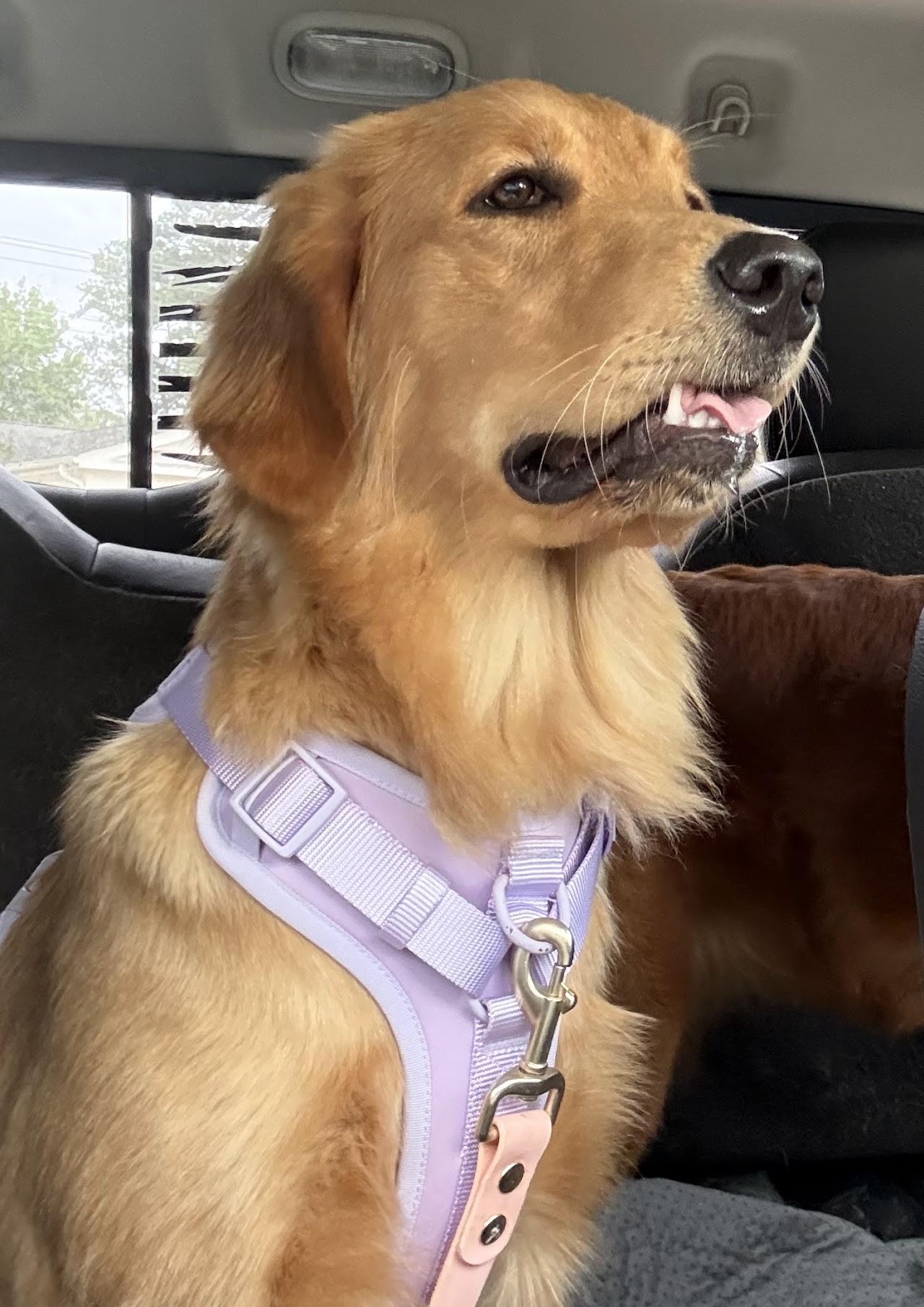 Gigi ready for an adventure in her lavender harness