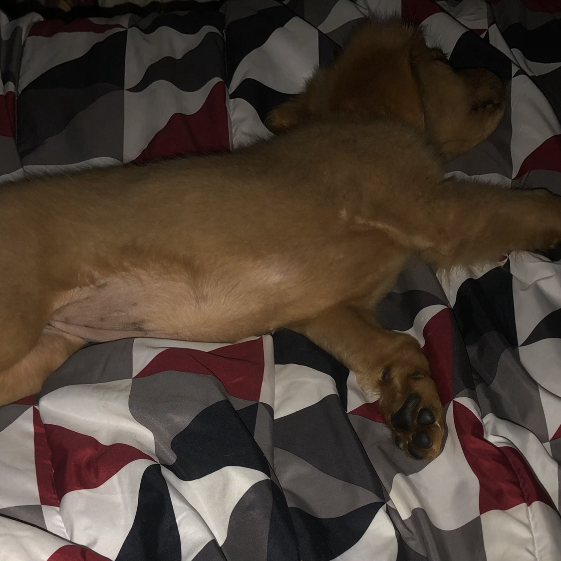 Gypsy sleeping as a puppy
