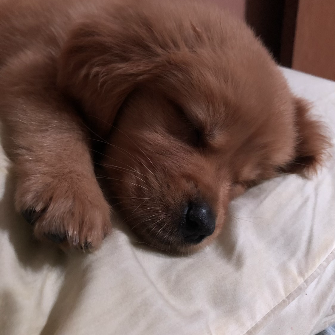 Close-up of Gypsy sleeping as a puppy