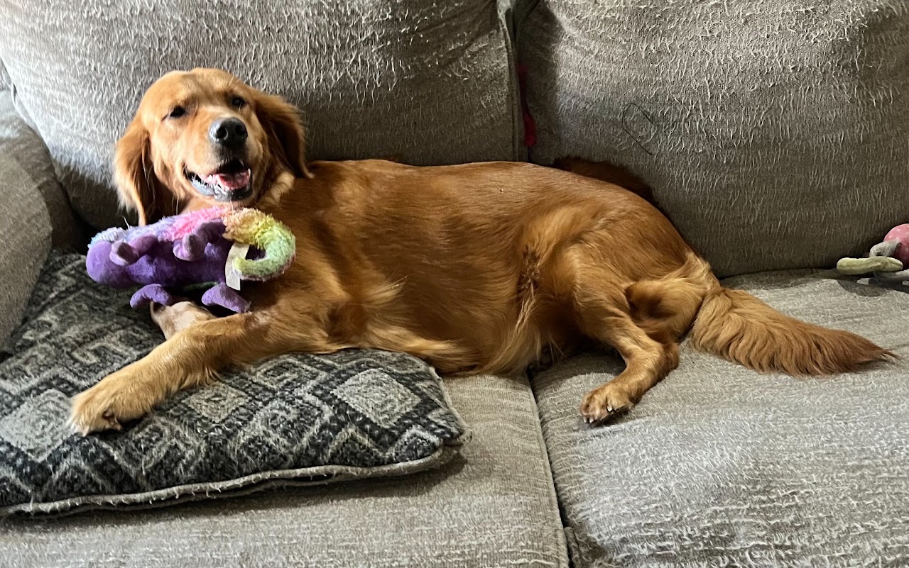Gypsy relaxing on the couch with a toy