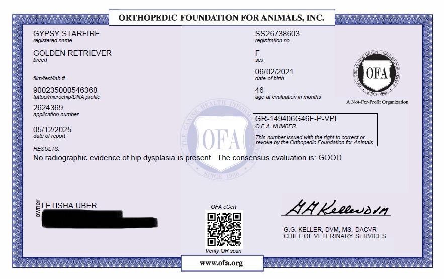 Gypsy OFA hip clearance