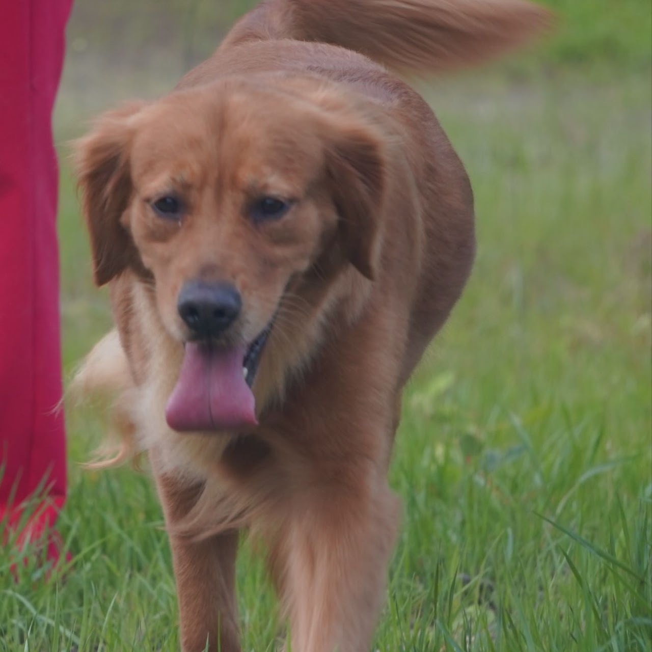 Gypsy walking through the grass